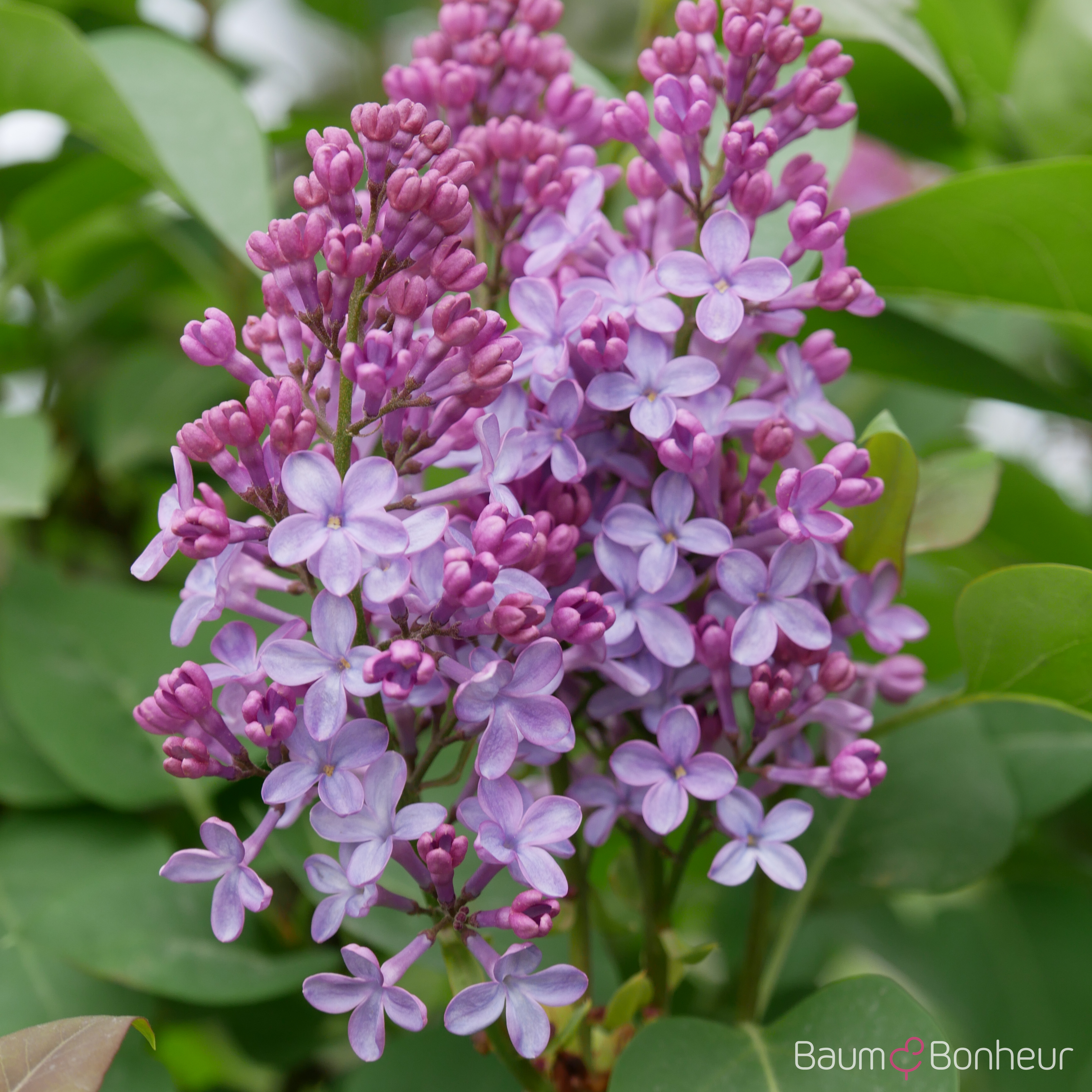 Syringa vulgaris 'Michel Buchner'