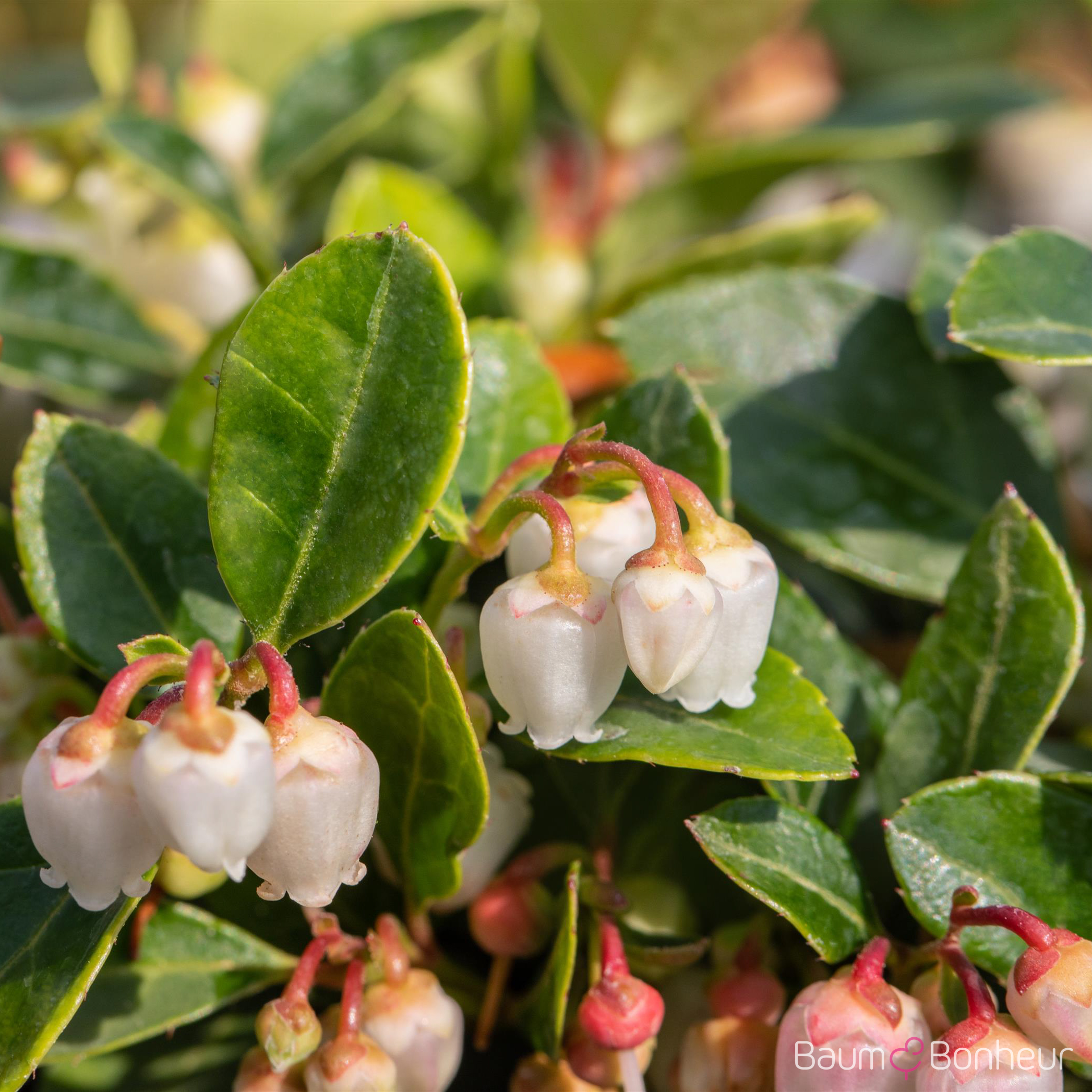 Gaultheria procumbens