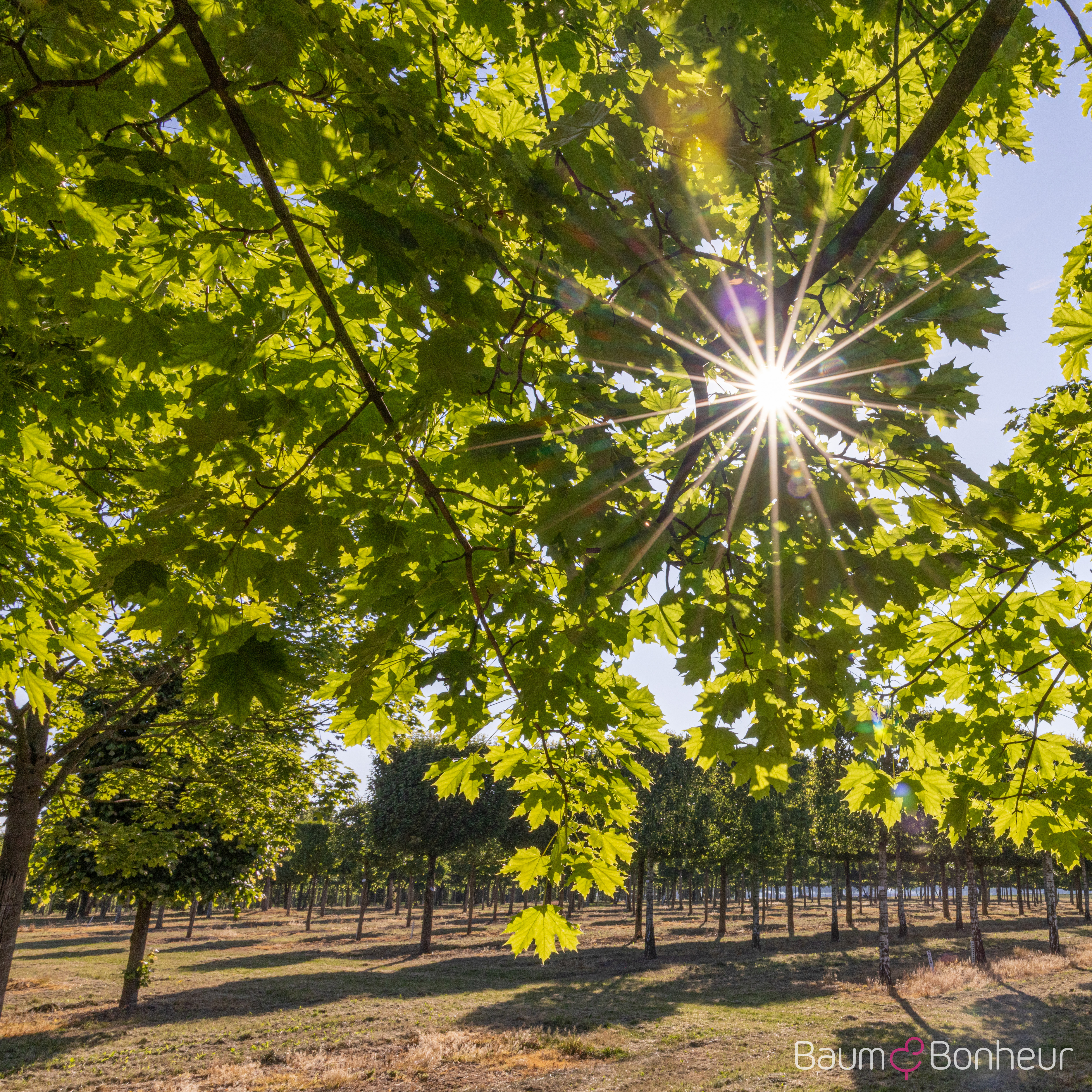 Acer platanoides