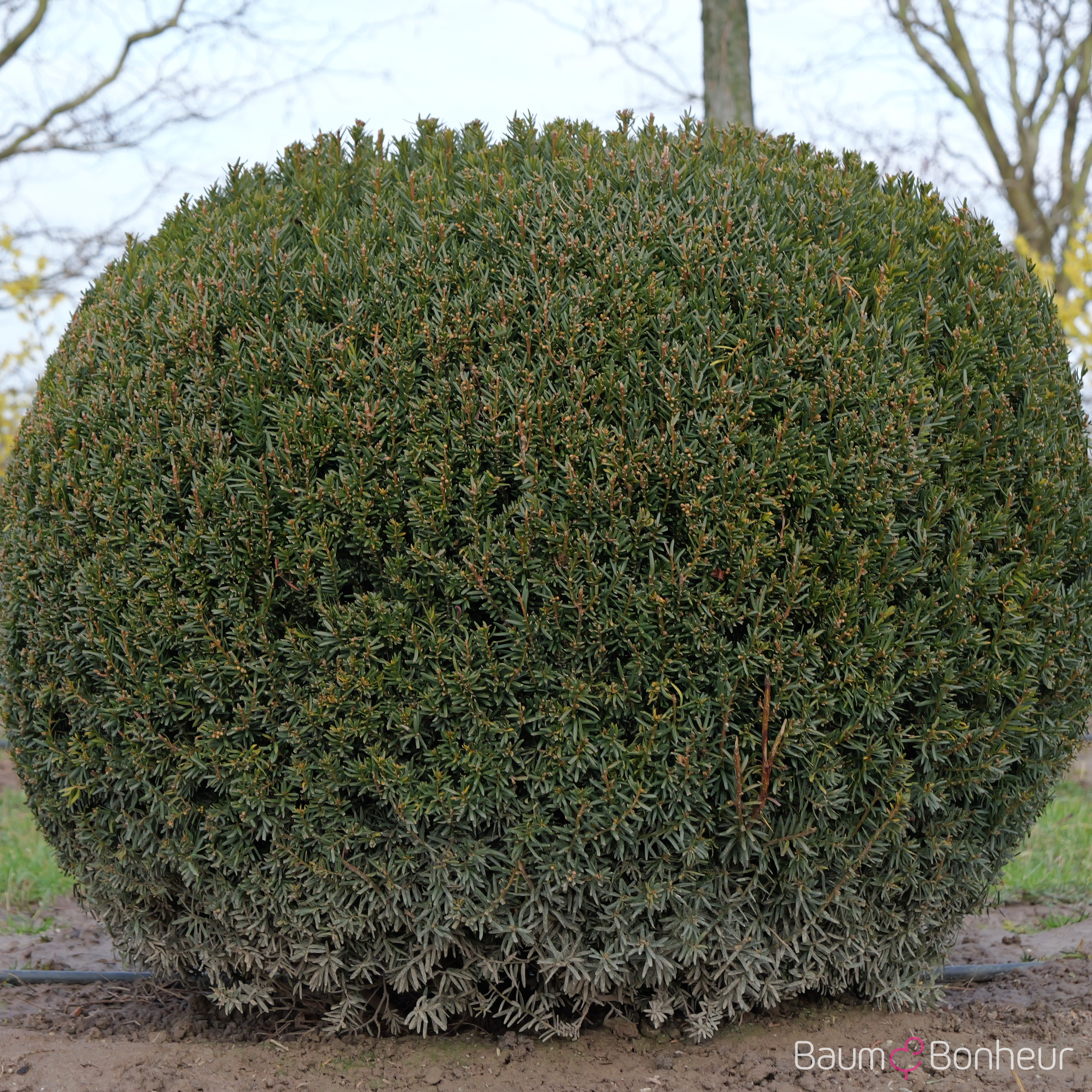 Taxus media 'Hillii'