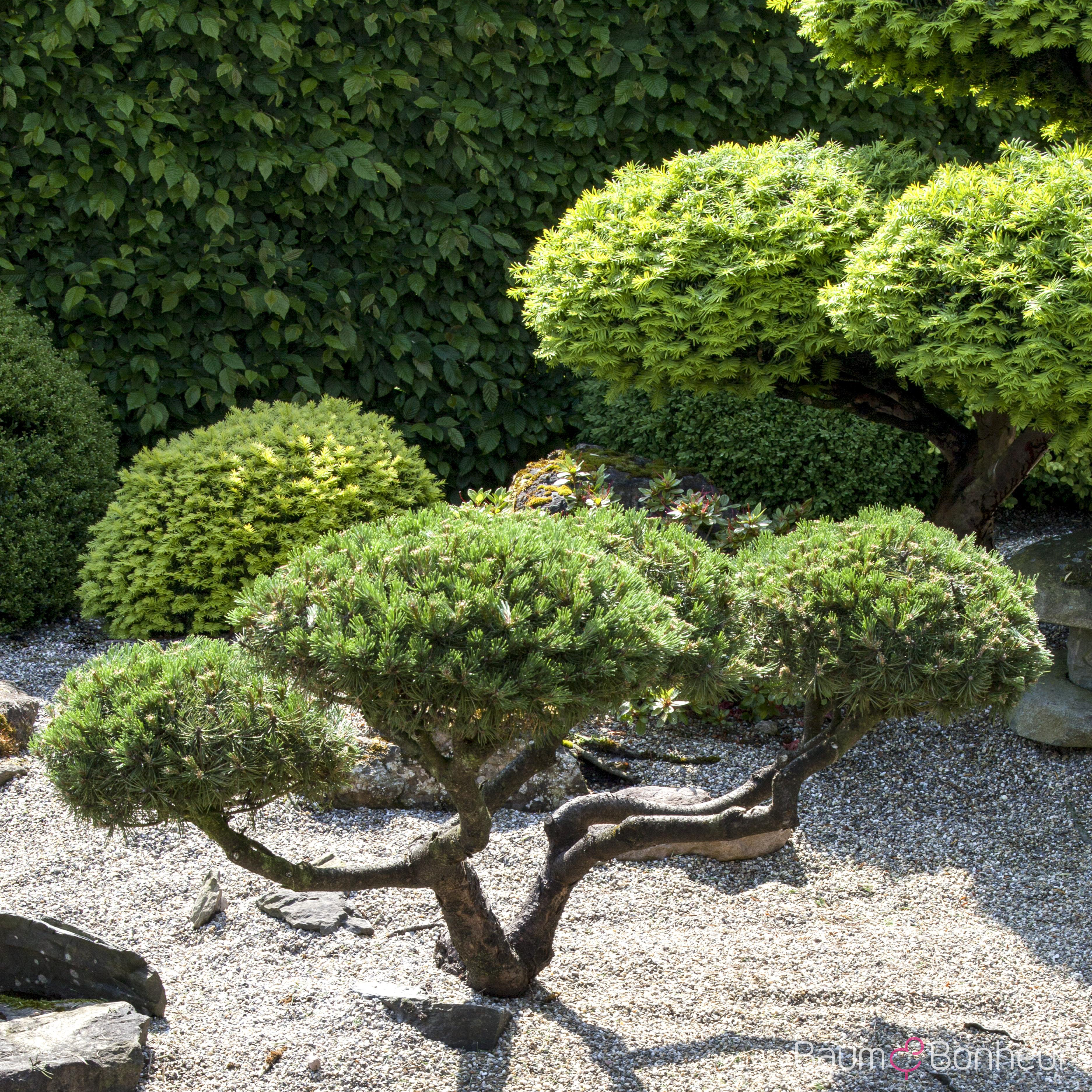 Pinus mugo