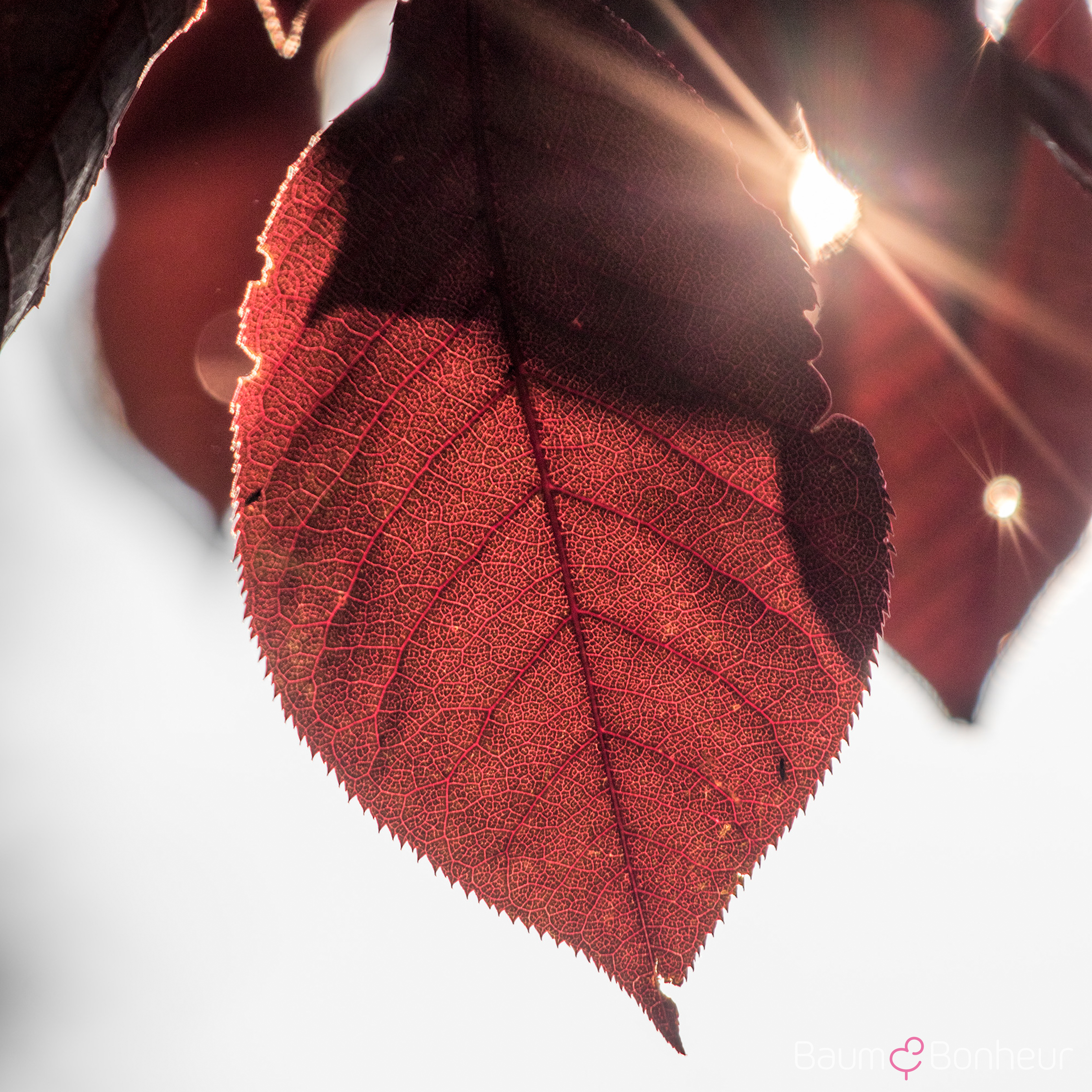 Prunus virginiana 'Canada Red'