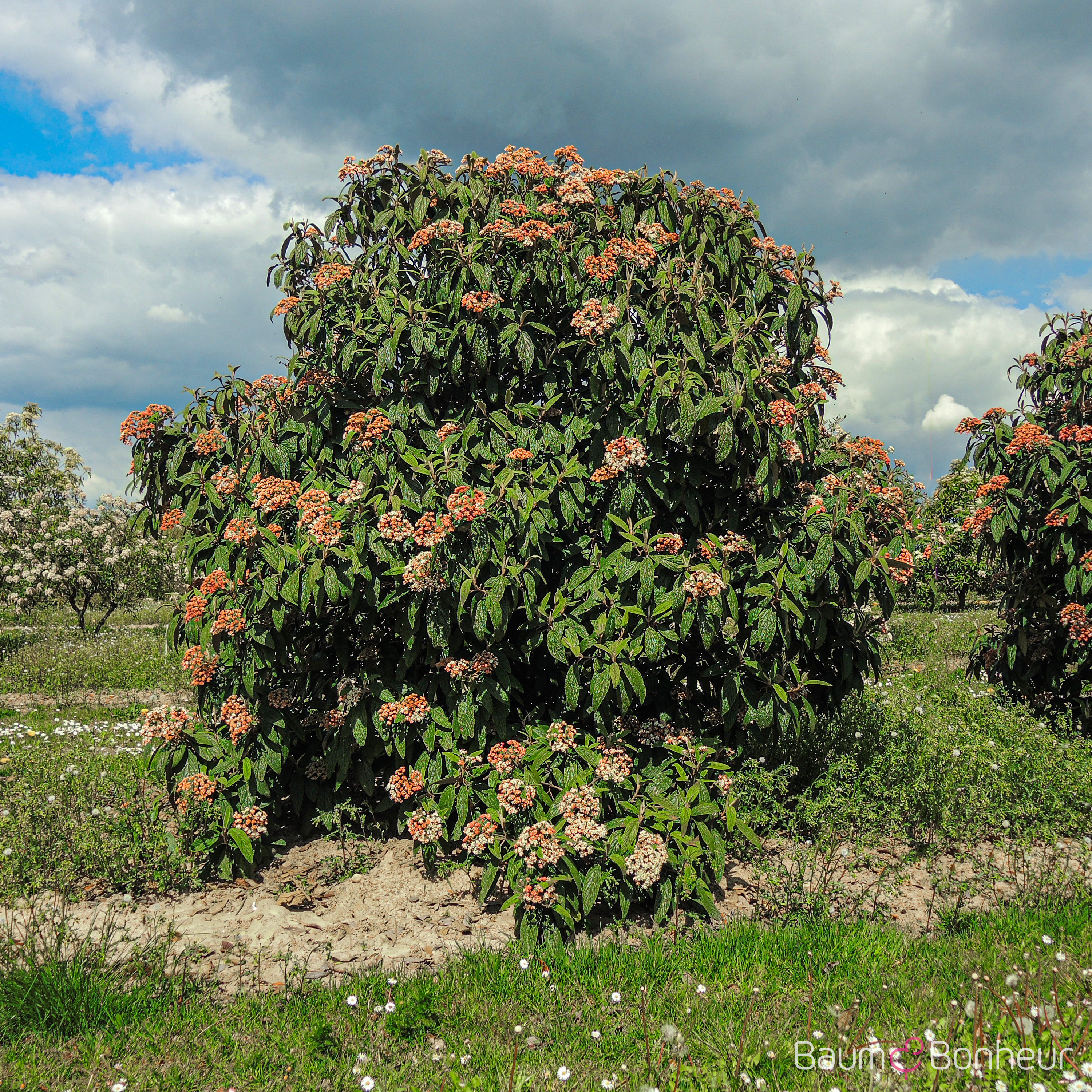 Viburnum rhytidophyllum