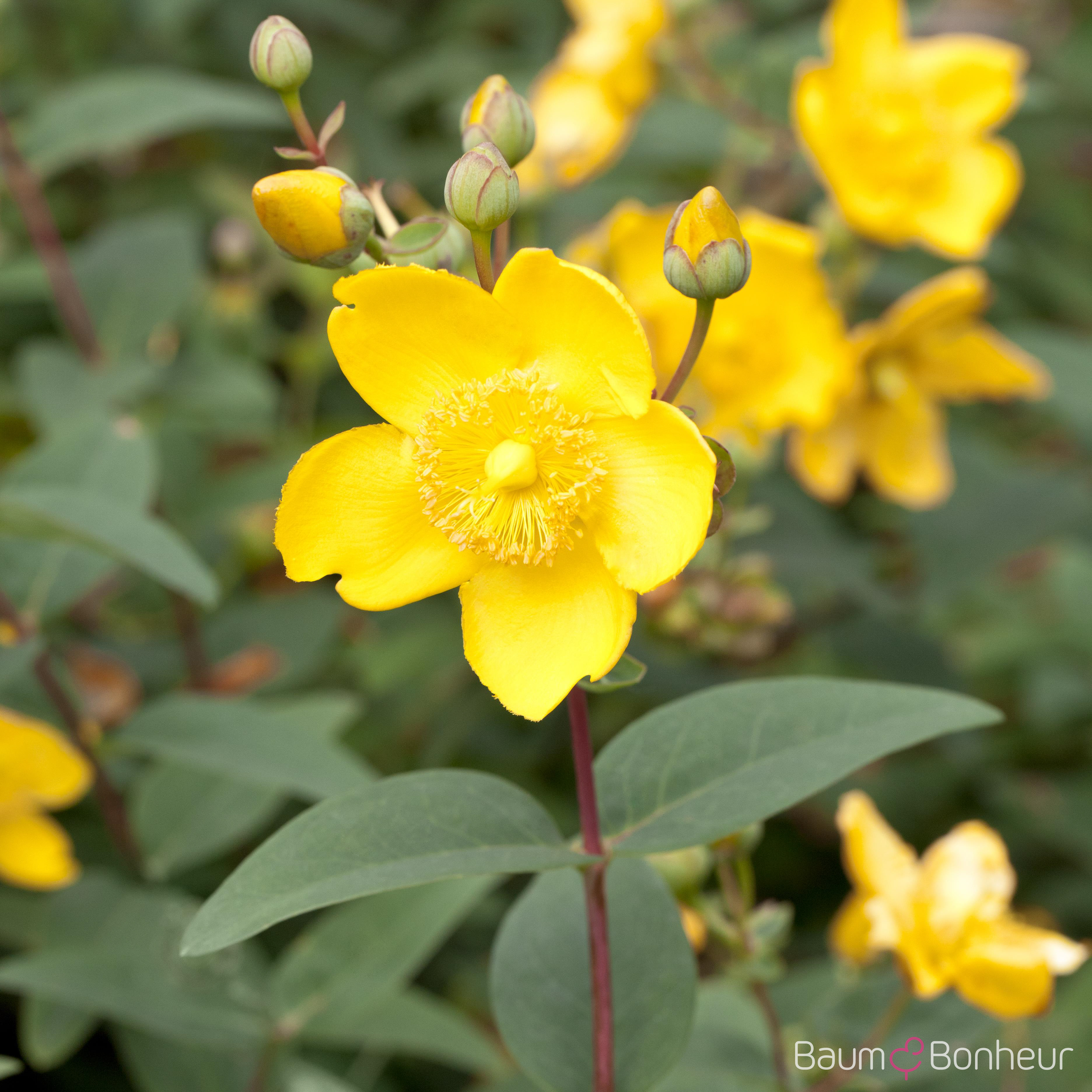 Hypericum x moserianum