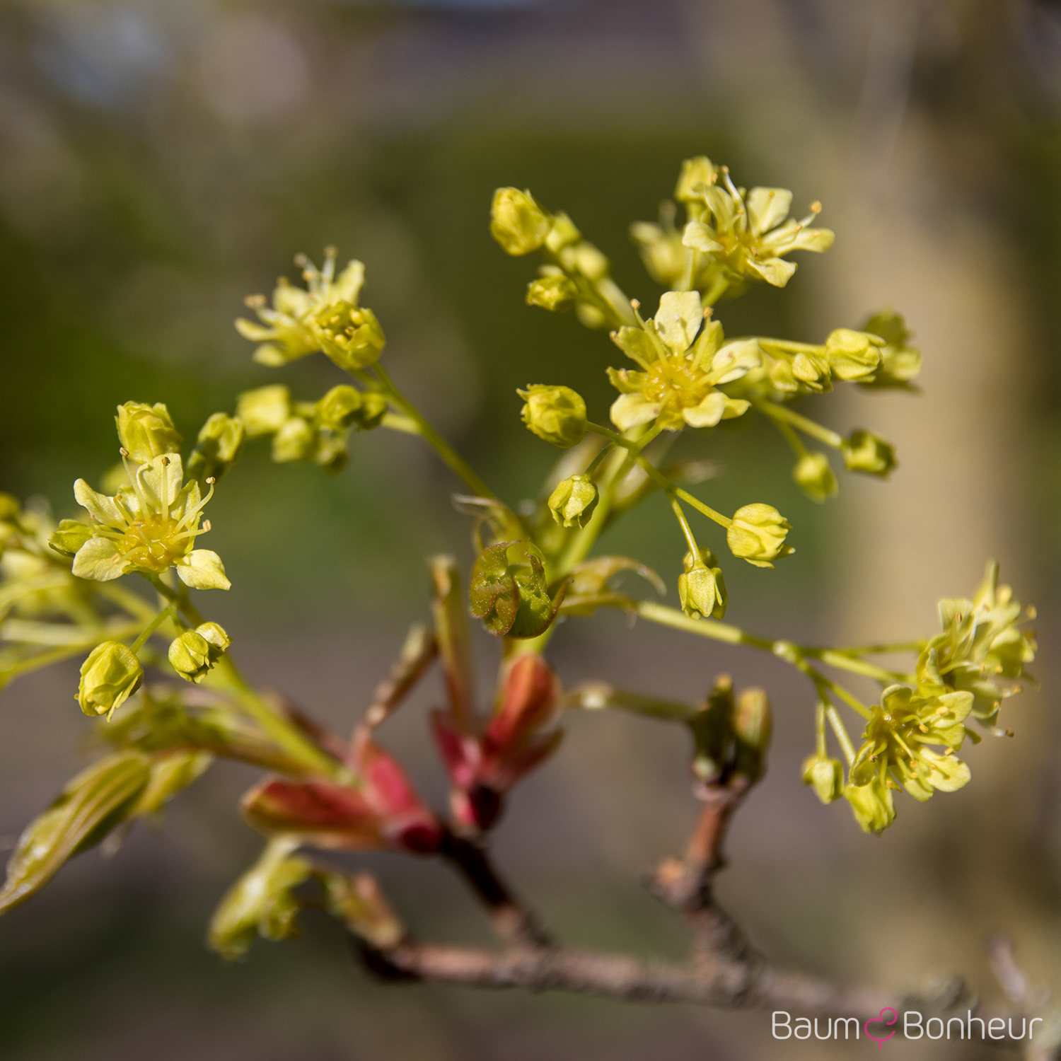 Acer truncatum 'Pacific Sunset' -R-