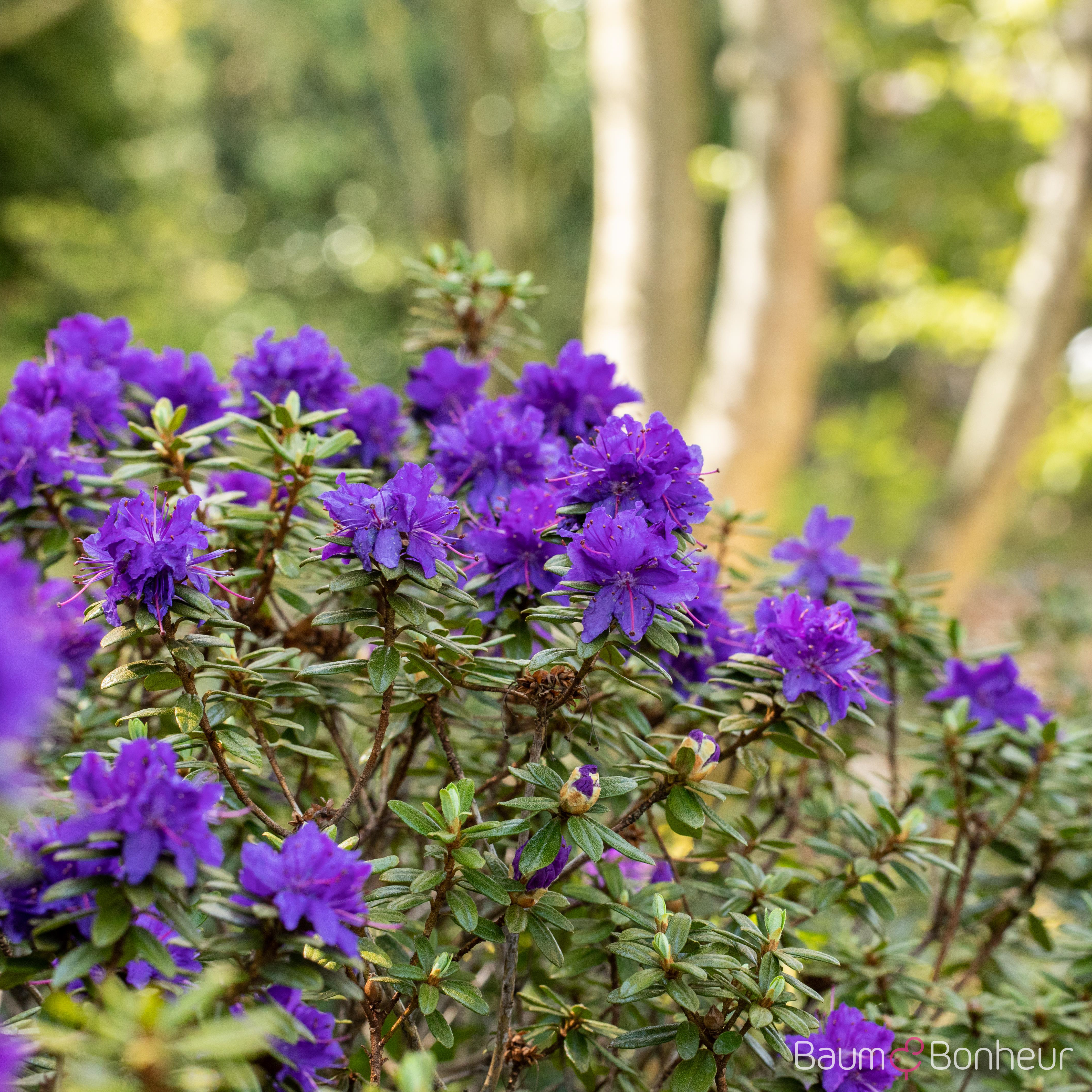 Rhododendron impeditum 'Azurika'