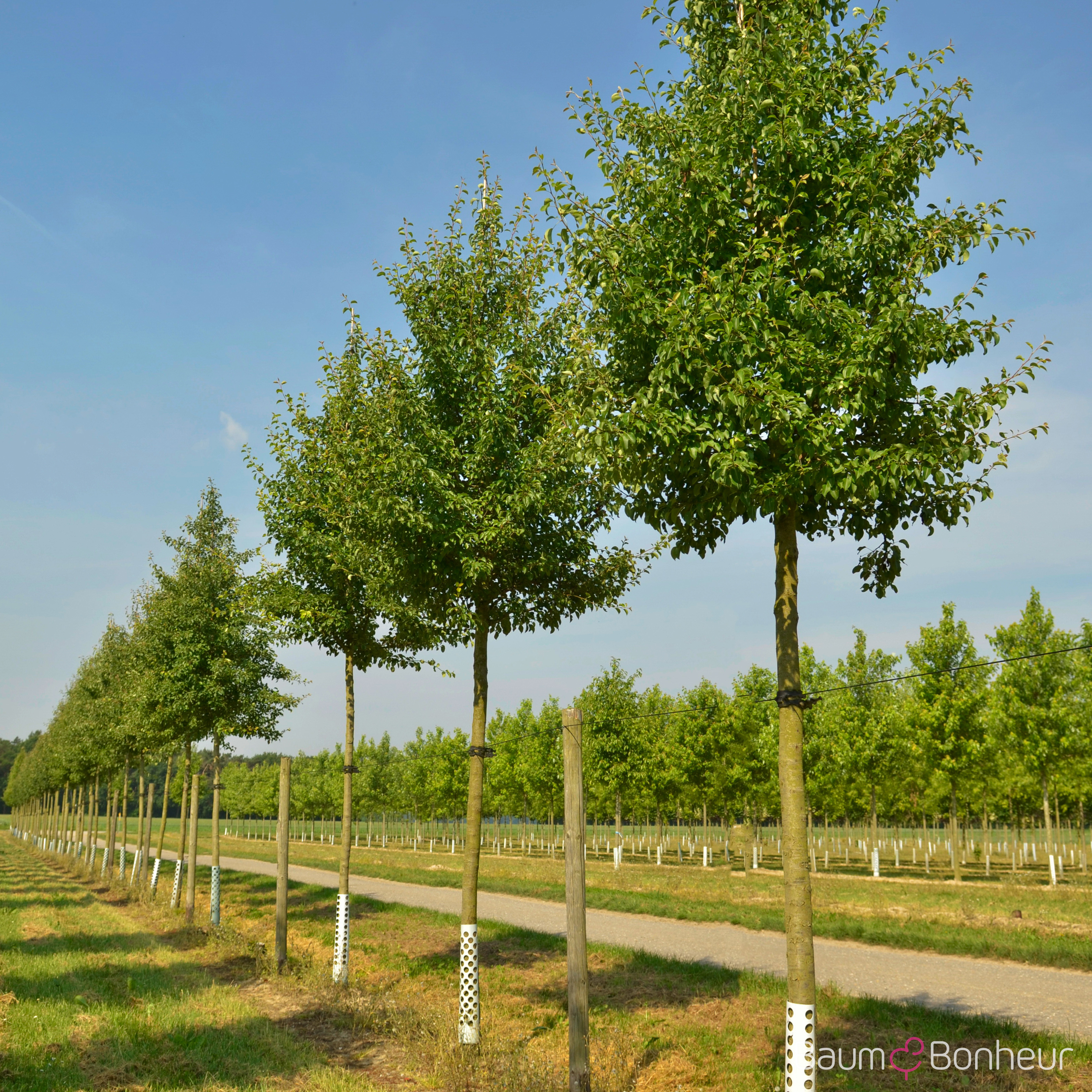 Pyrus communis 'Beech Hill'