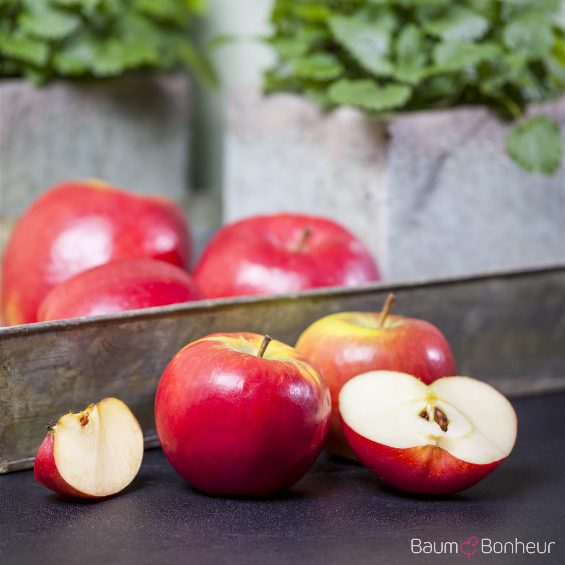 Malus 'Topaz'