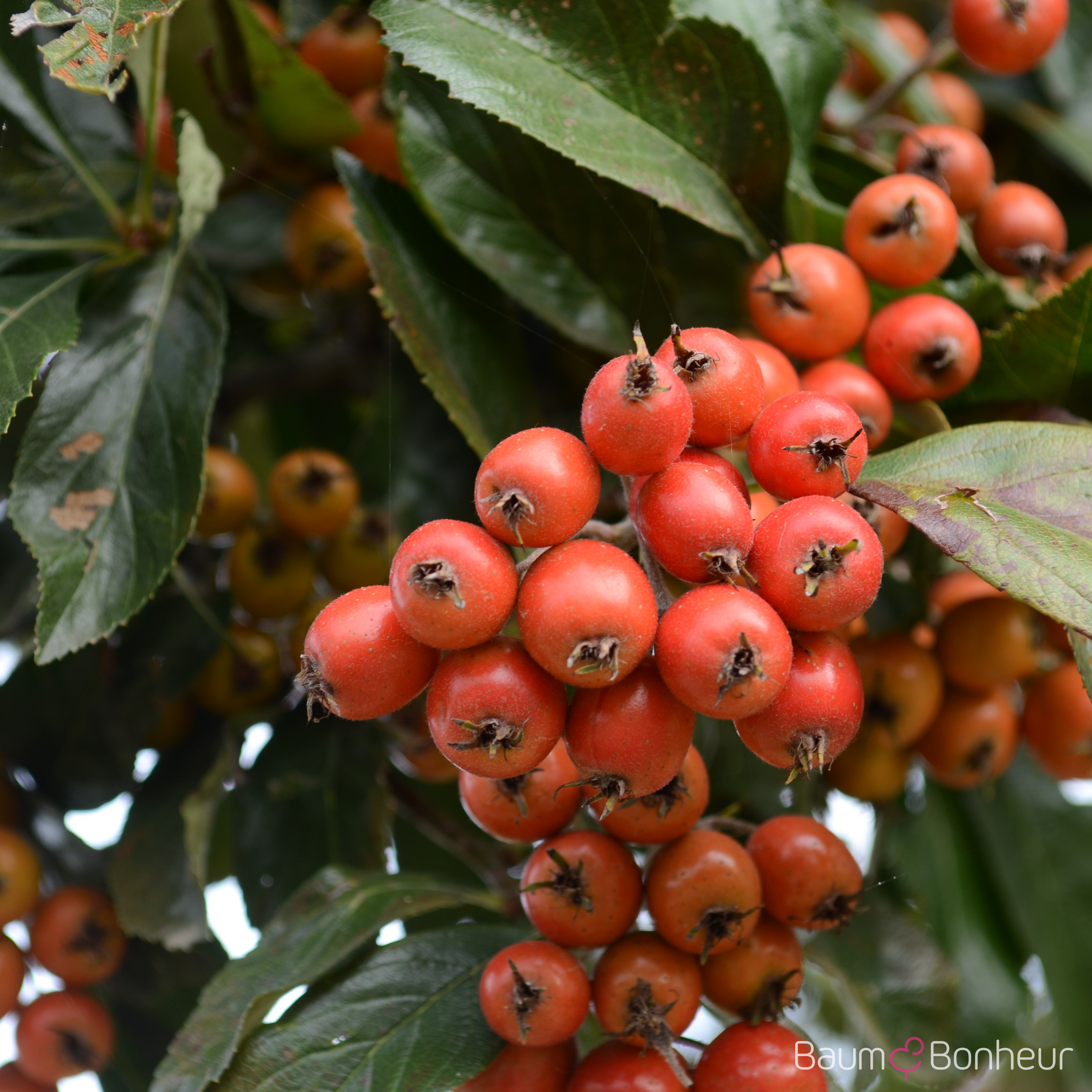 Crataegus lavallei 'Carrierei'