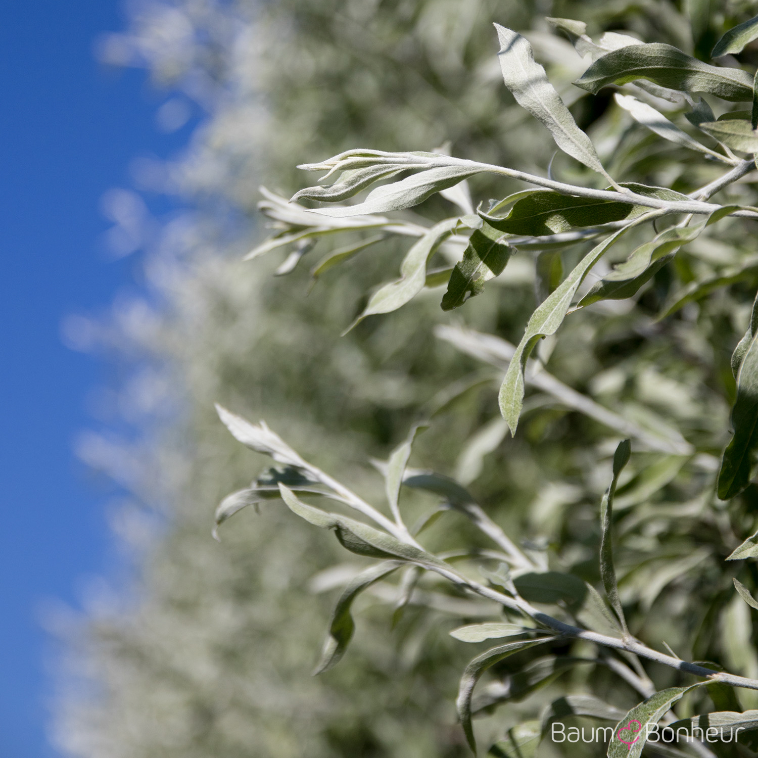 Pyrus salicifolia