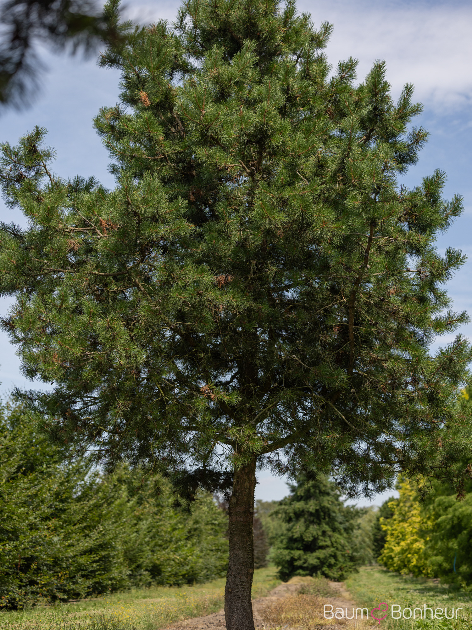 Pinus contorta