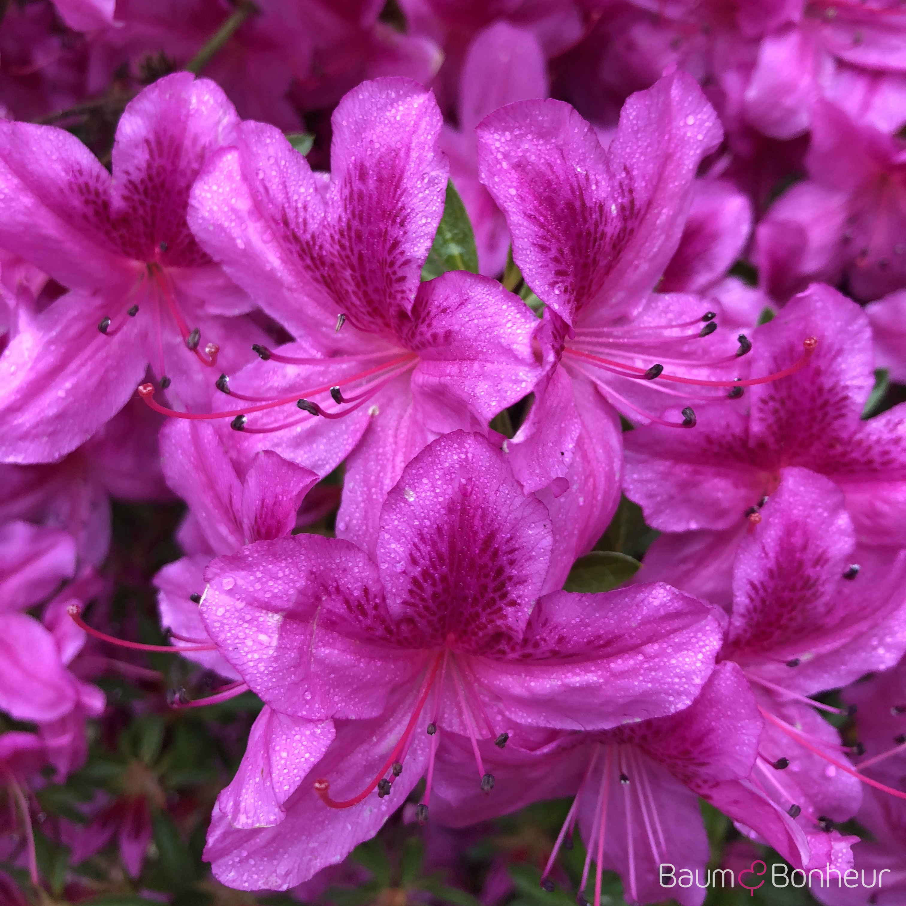 Rhododendron obtusum 'Purple Splendor'