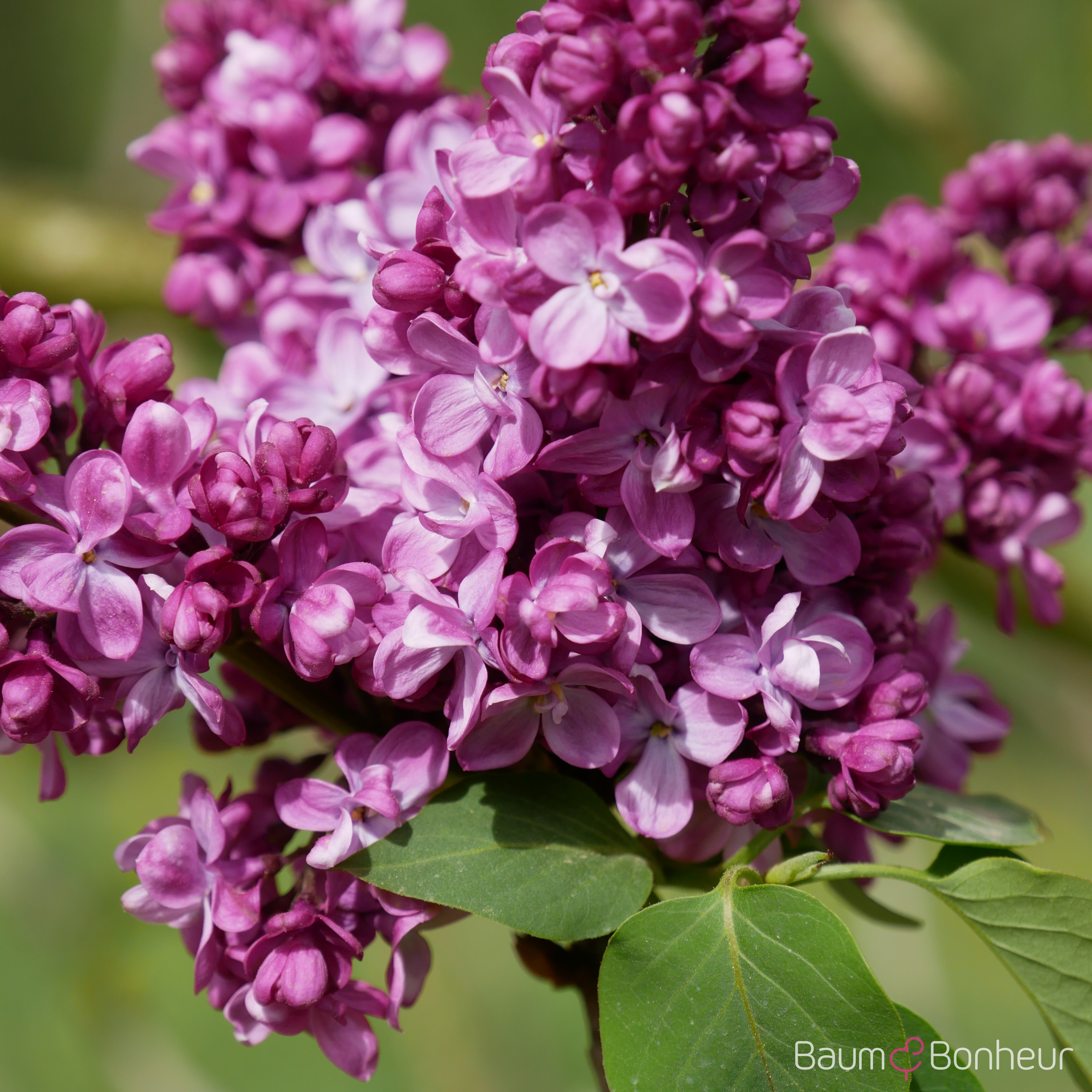 Syringa vulgaris 'Prince Wolkonsky'