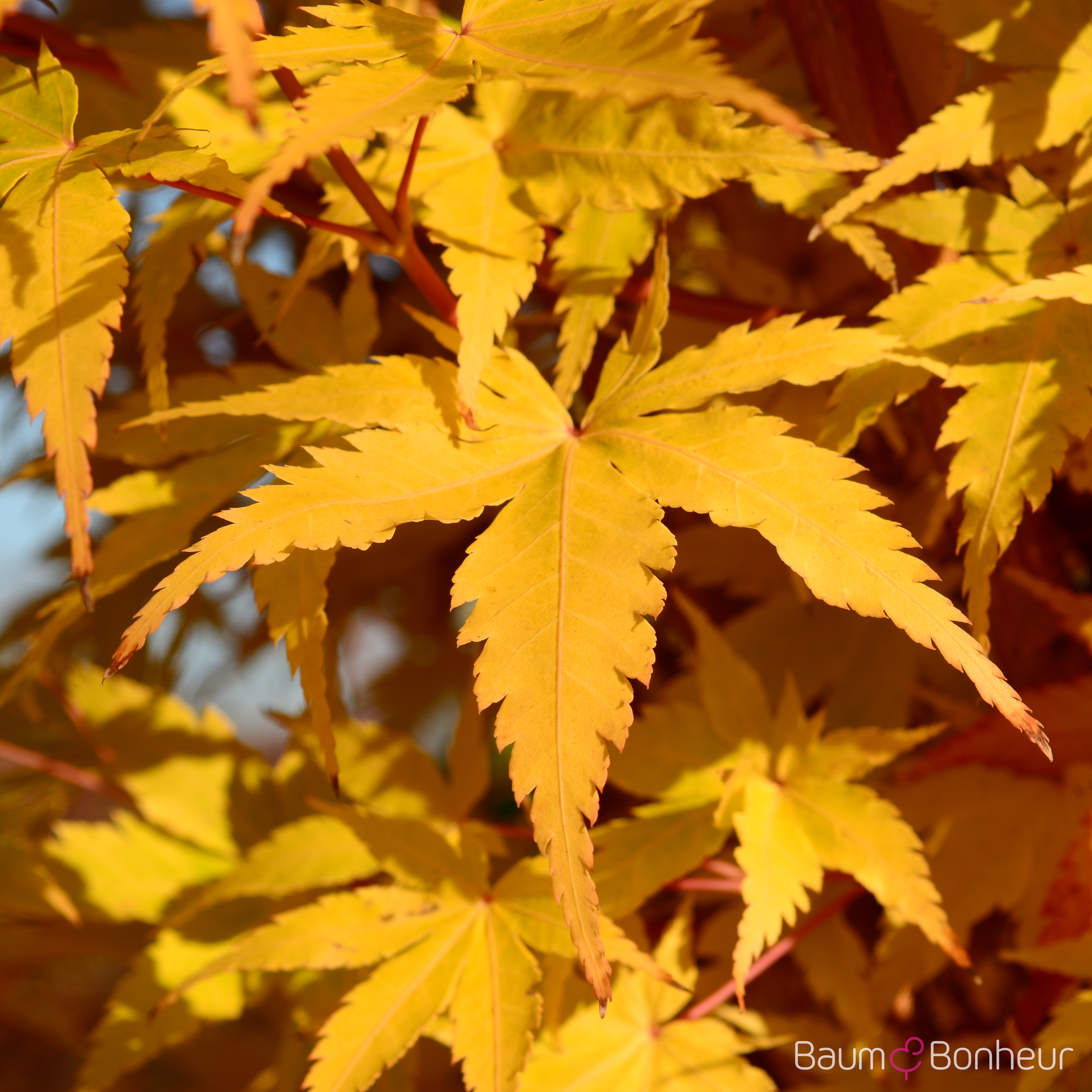 Acer palmatum 'Sangokaku'
