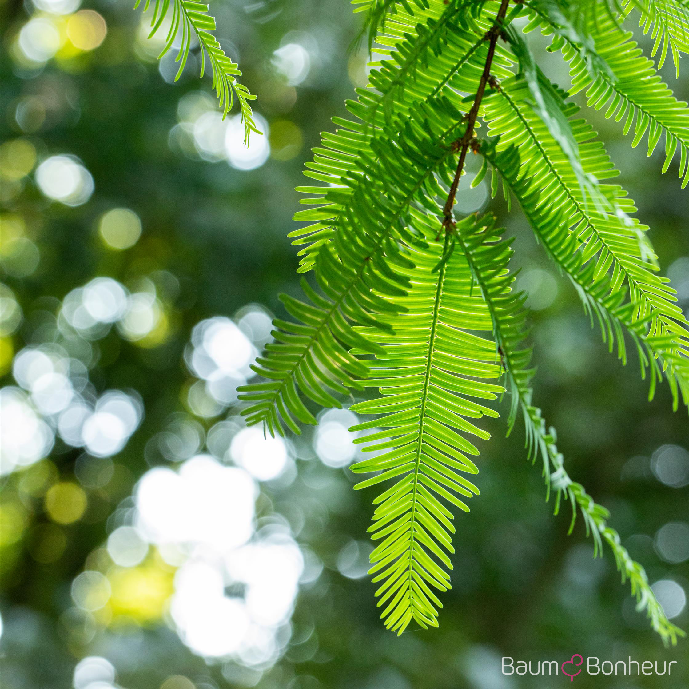Metasequoia glyptostroboides 'Gold Rush'