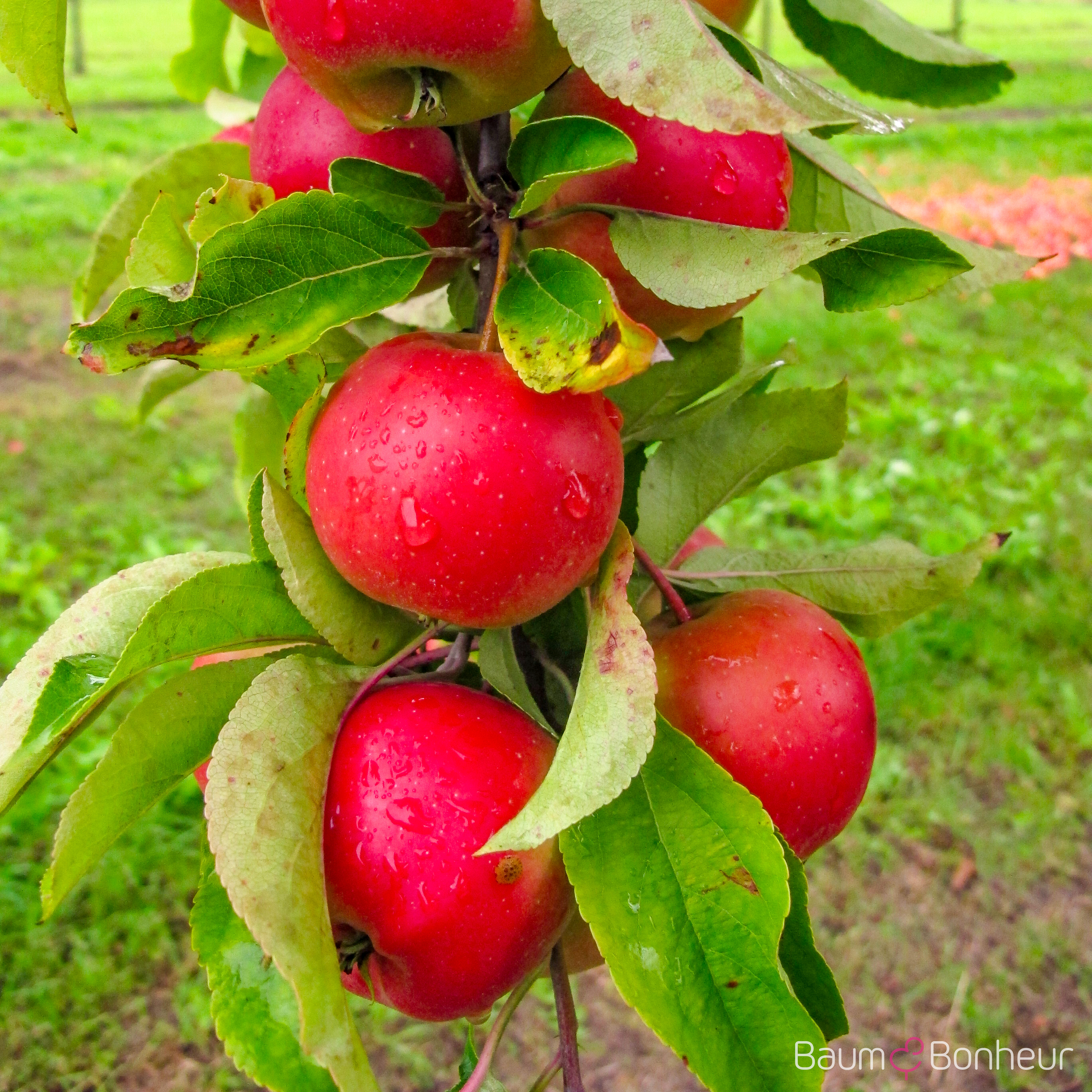 Malus sylvestris