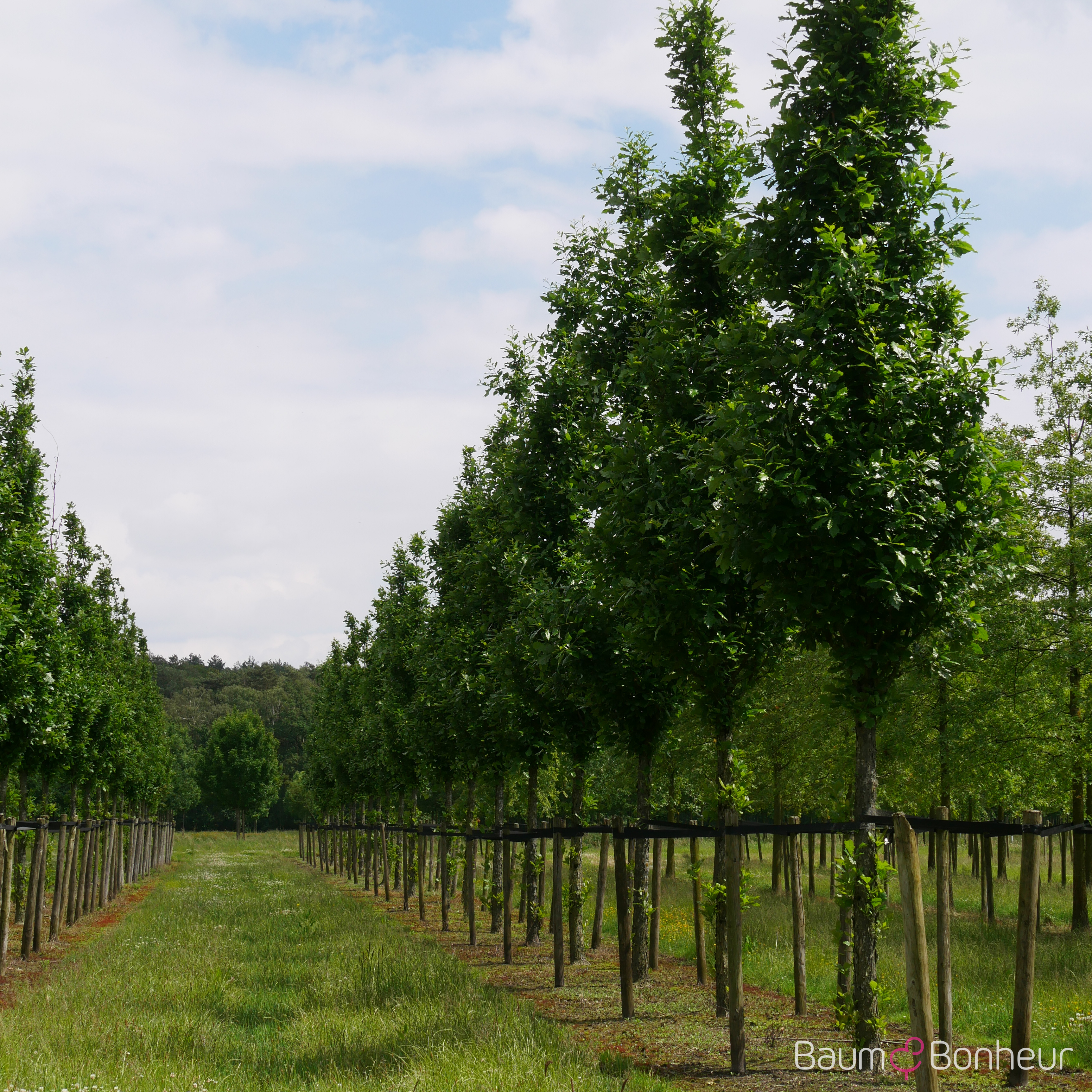 Quercus warei 'Long'