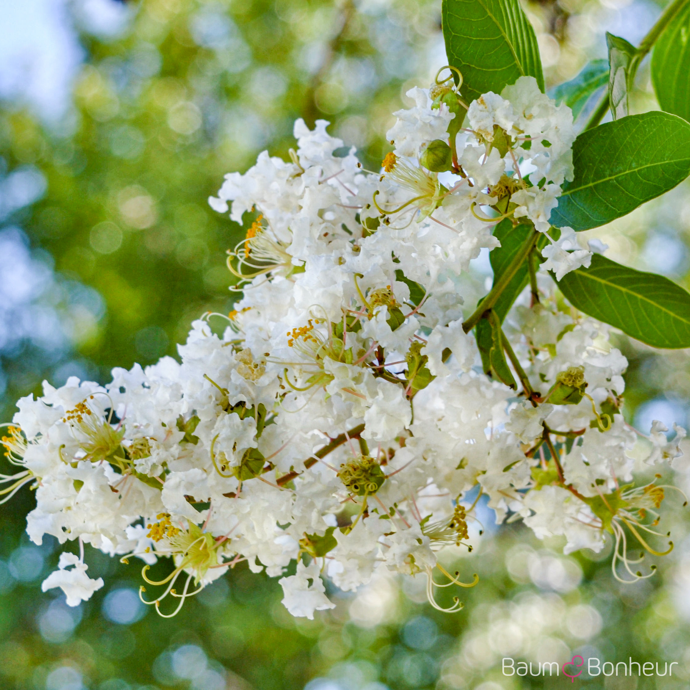 Lagerstroemia indica 'Natchez'