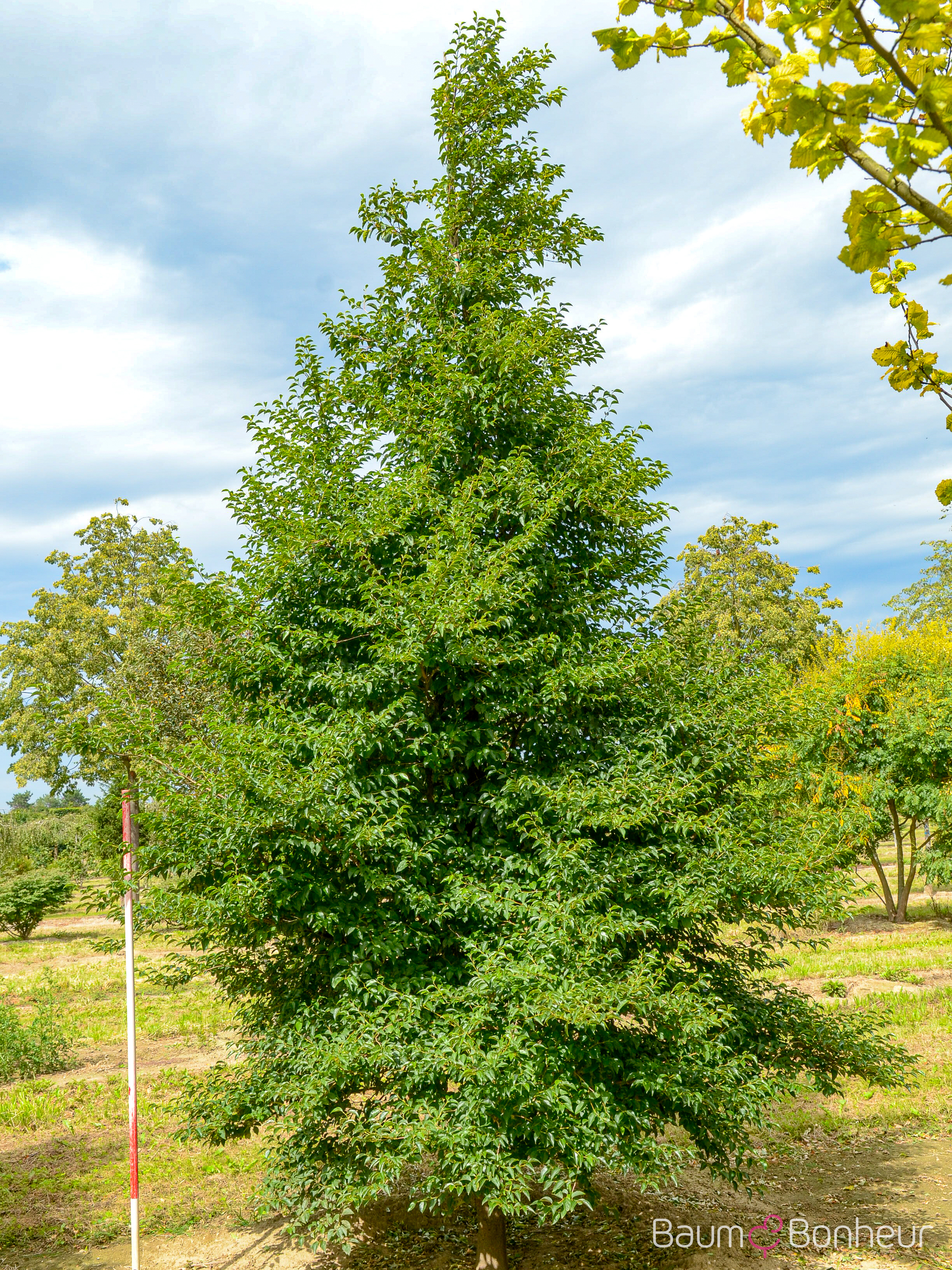 Styrax japonicus