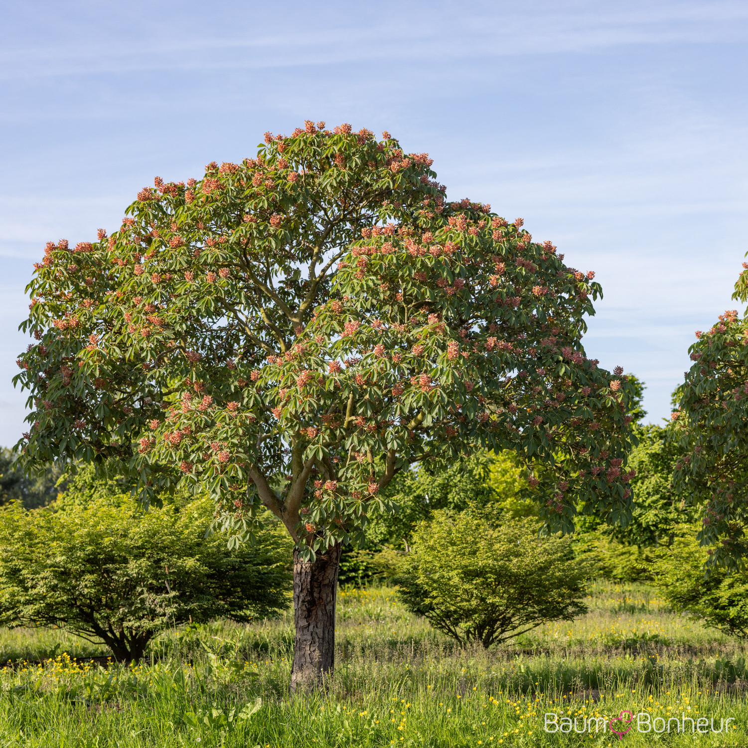 Aesculus pavia