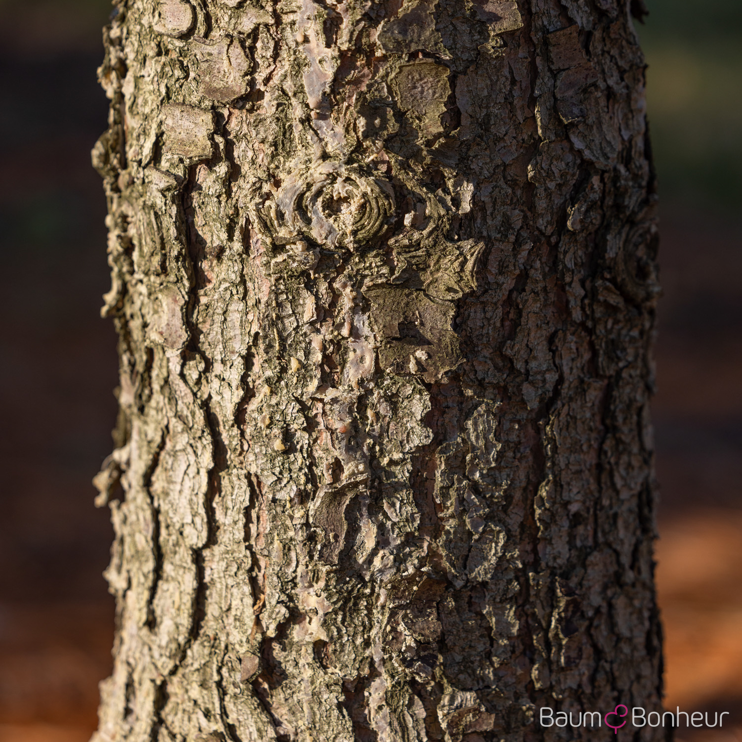Pinus wallichiana