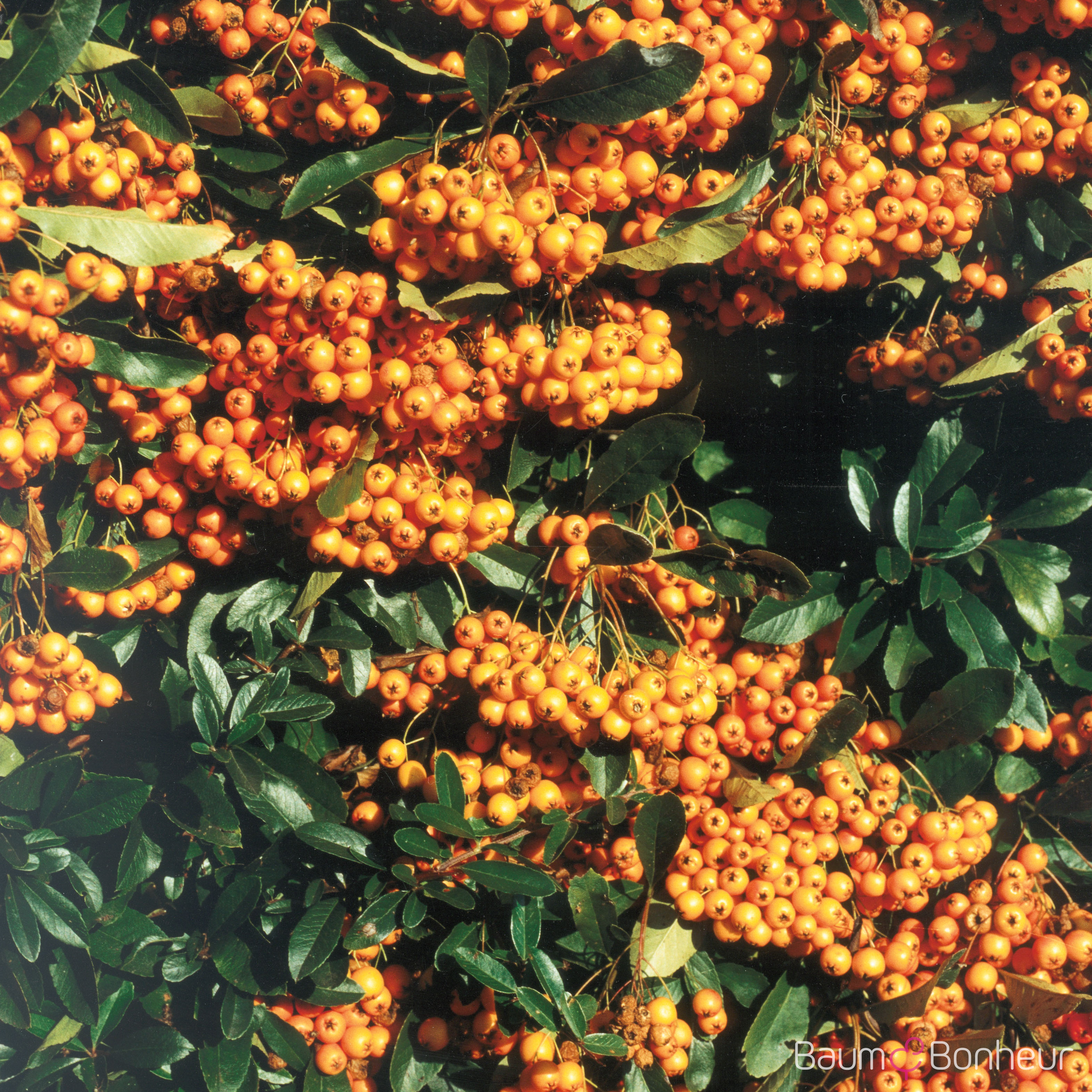 Pyracantha 'Orange Charmer'