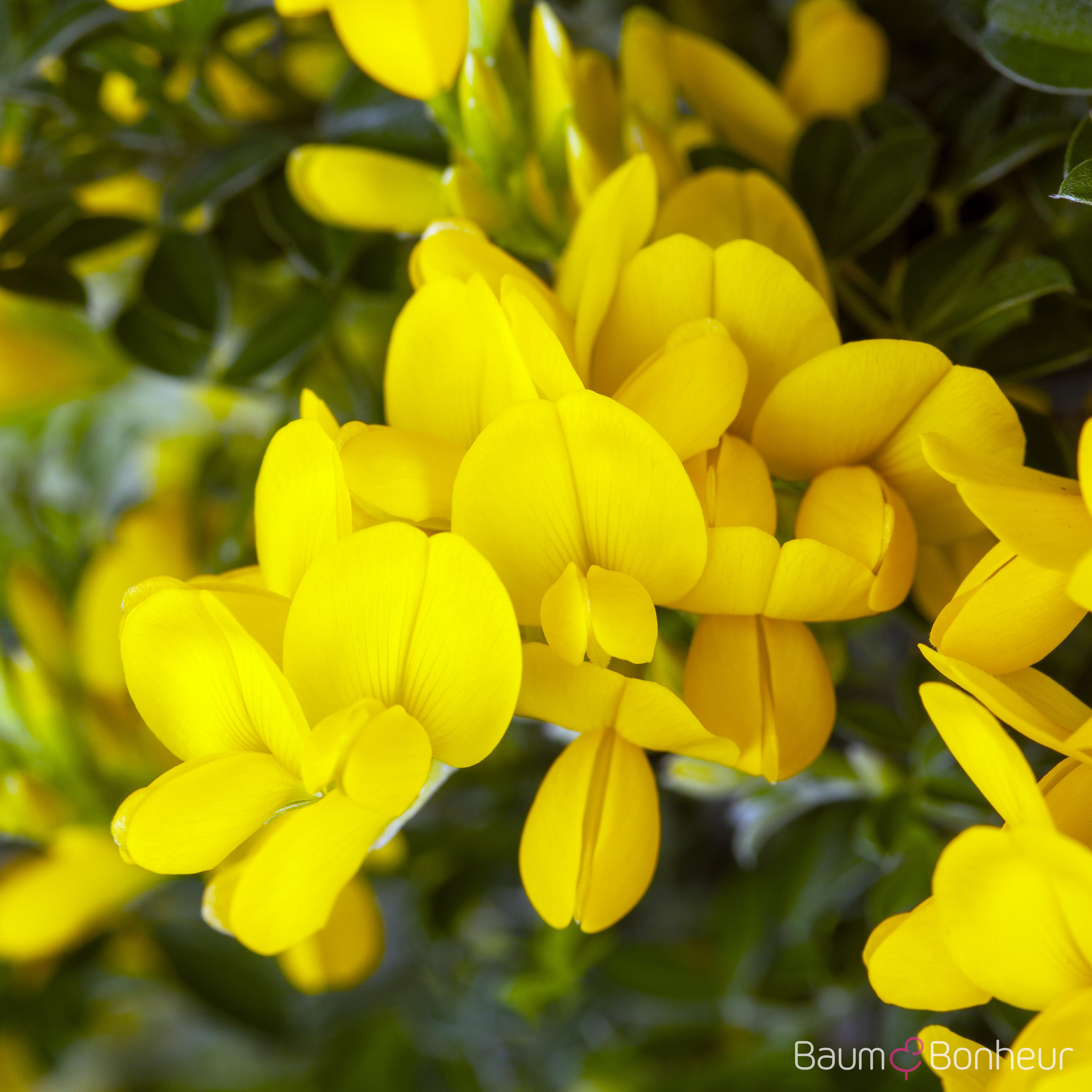 Genista tinctoria 'Royal Gold'