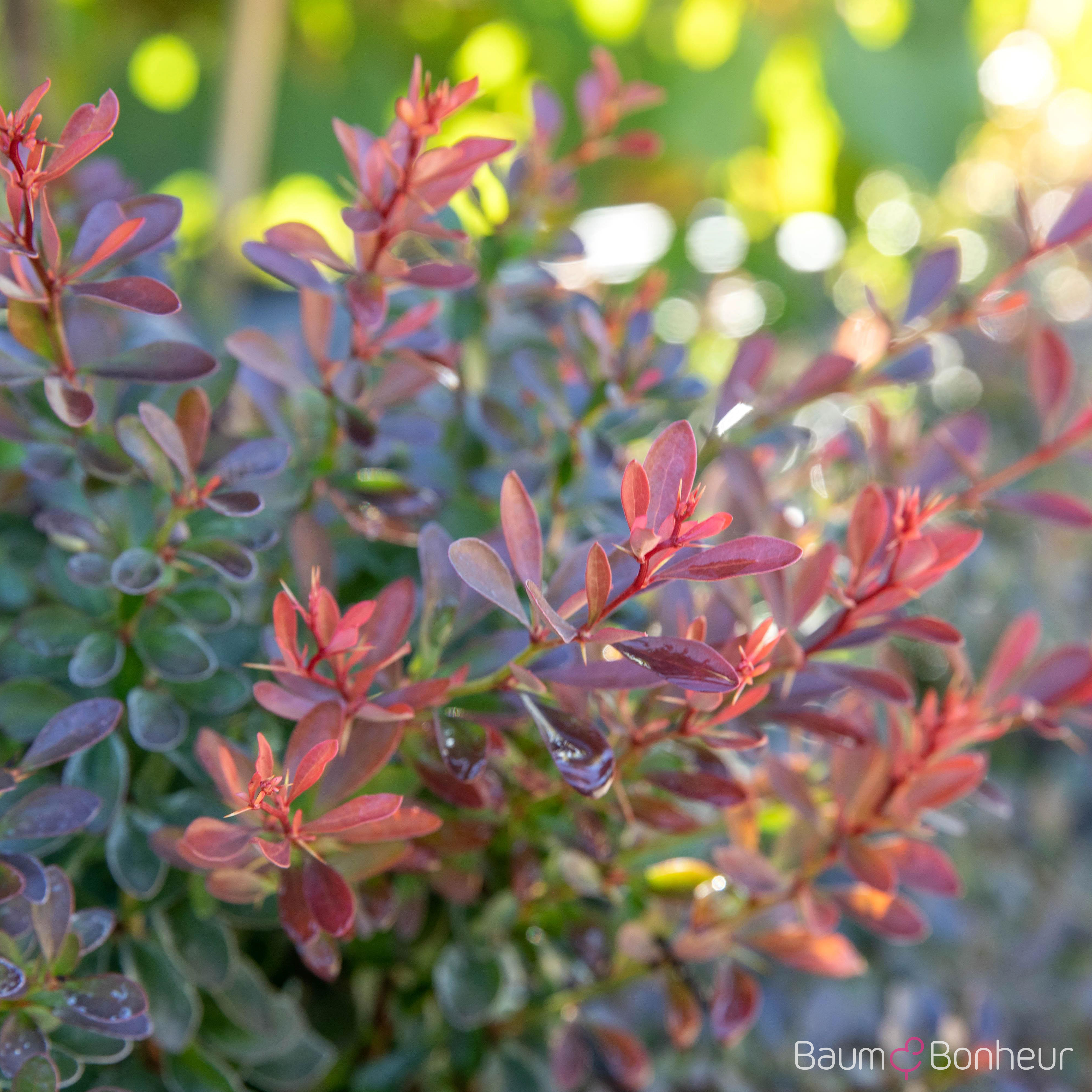 Berberis thunbergii 'Bagatelle'