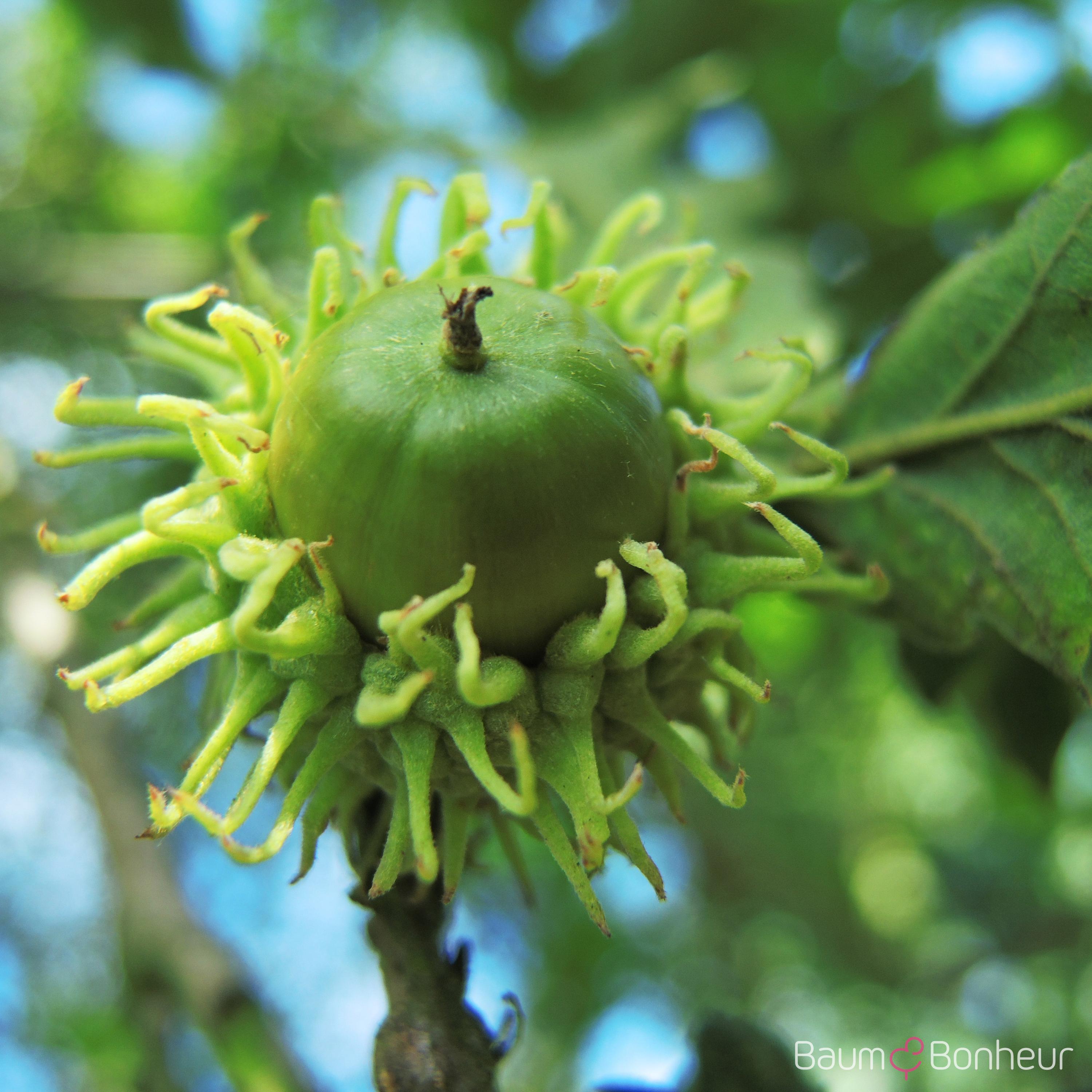 Quercus cerris
