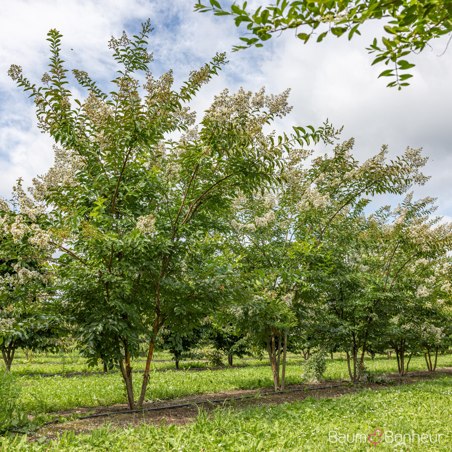 Lagerstroemia indica 'Natchez'