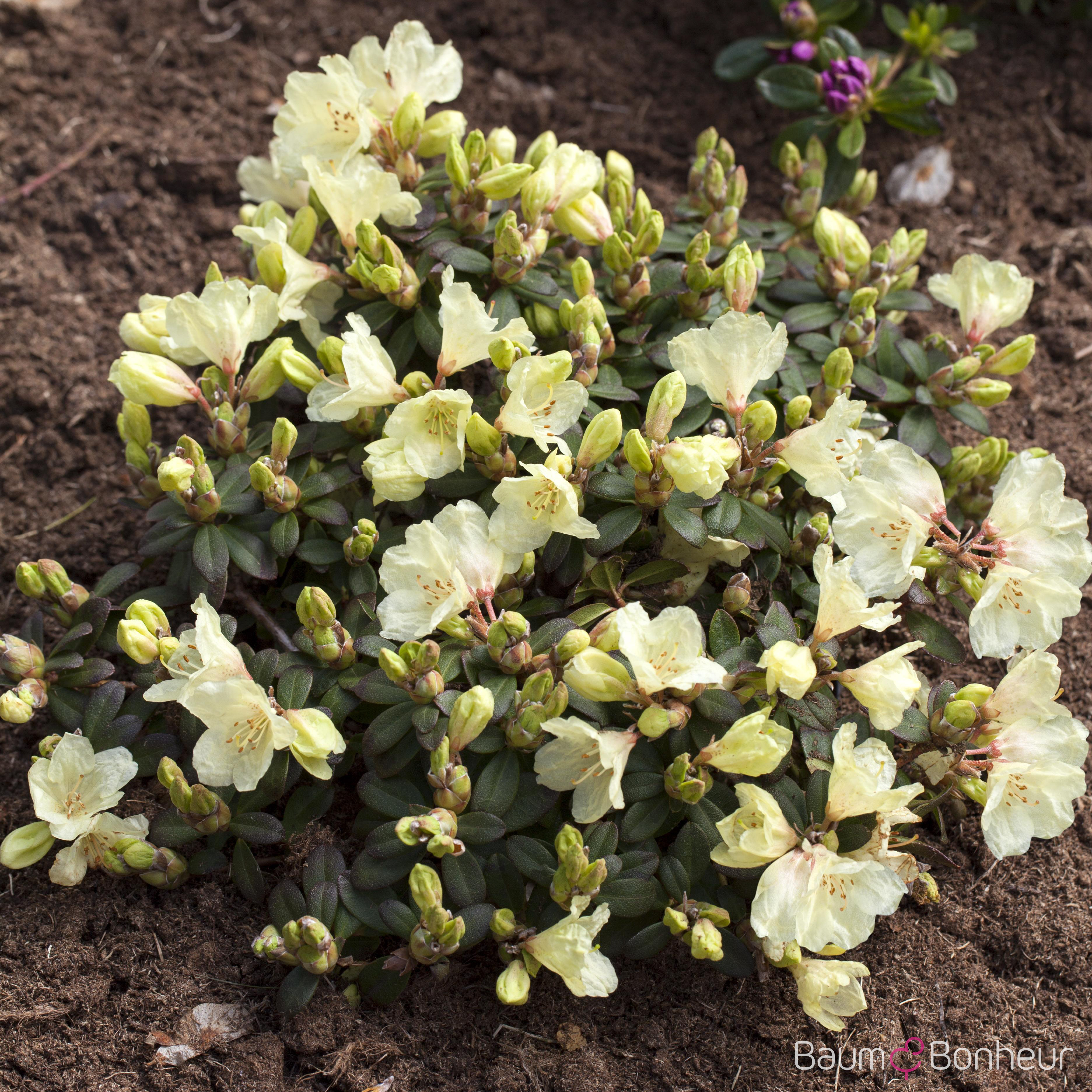 Rhododendron 'Wren'