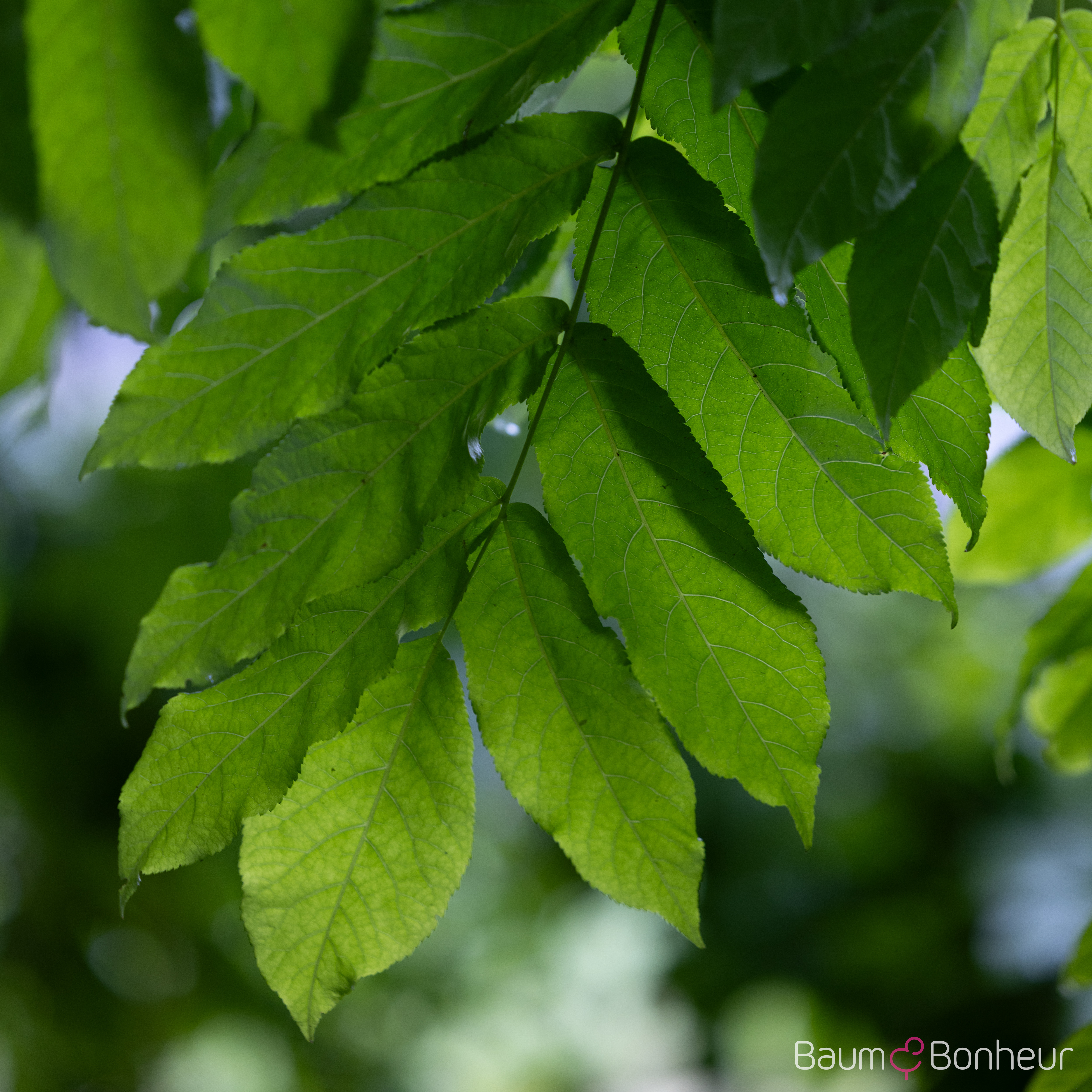Pterocarya fraxinifolia