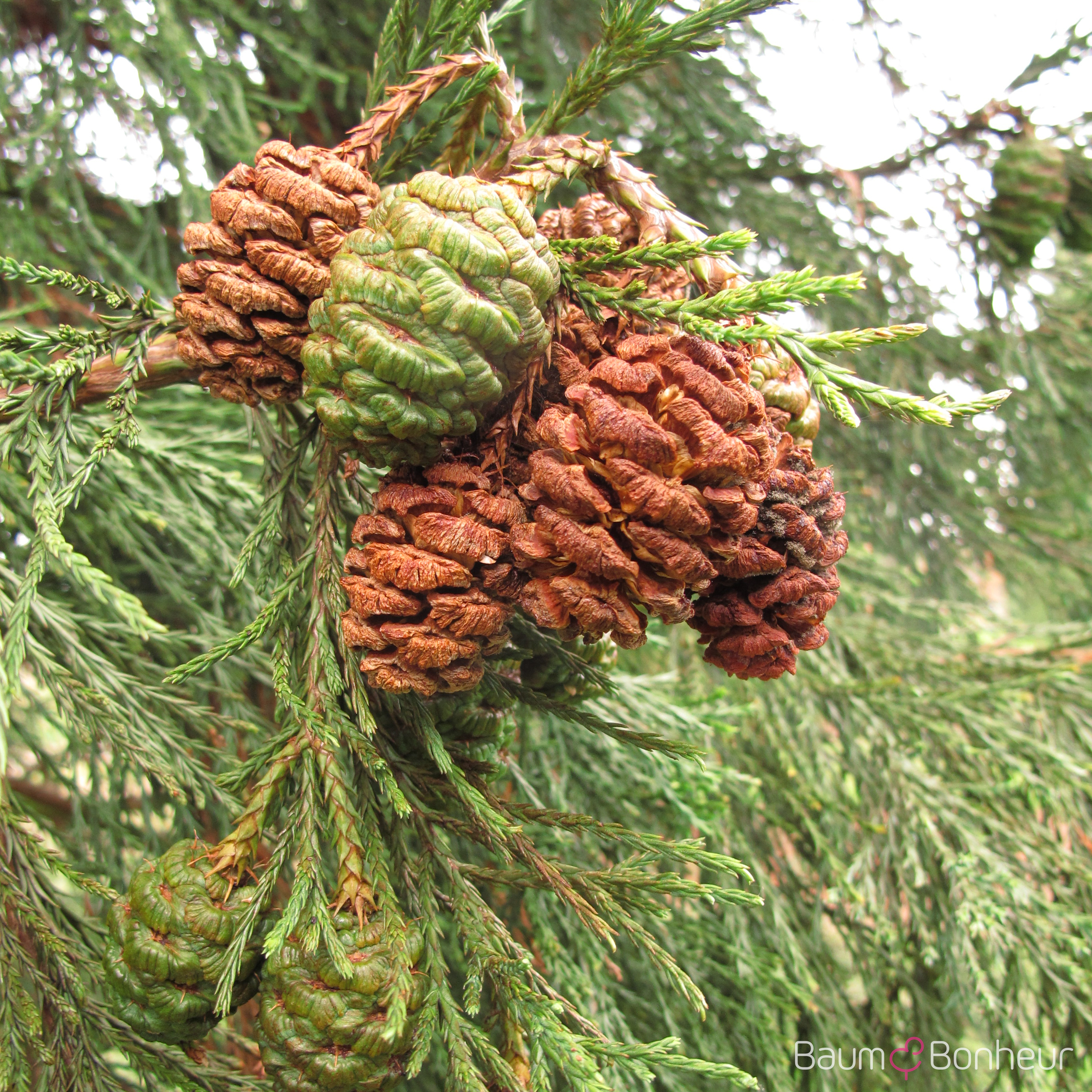 Sequoiadendron giganteum