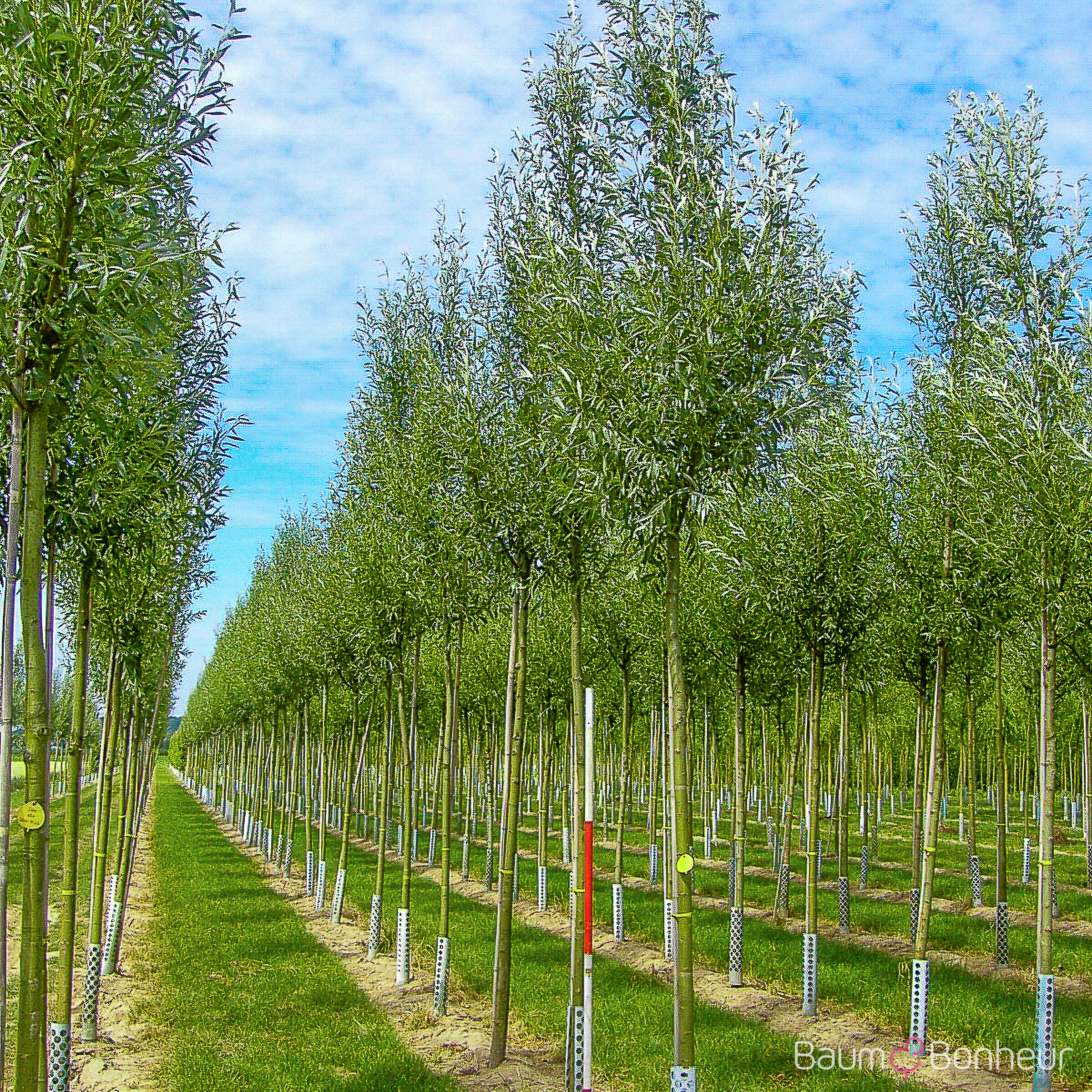 Salix alba 'Belders'