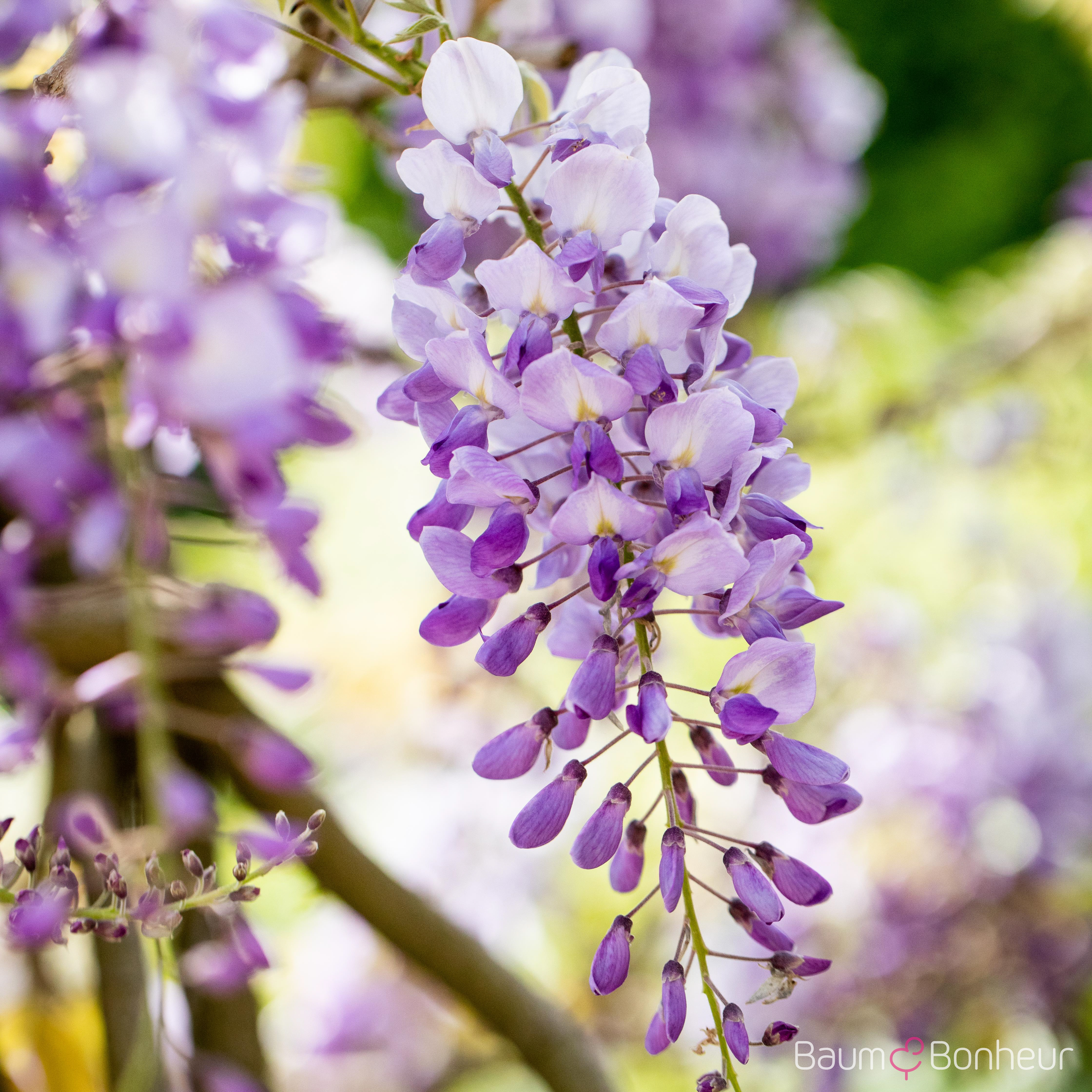 Wisteria sinensis