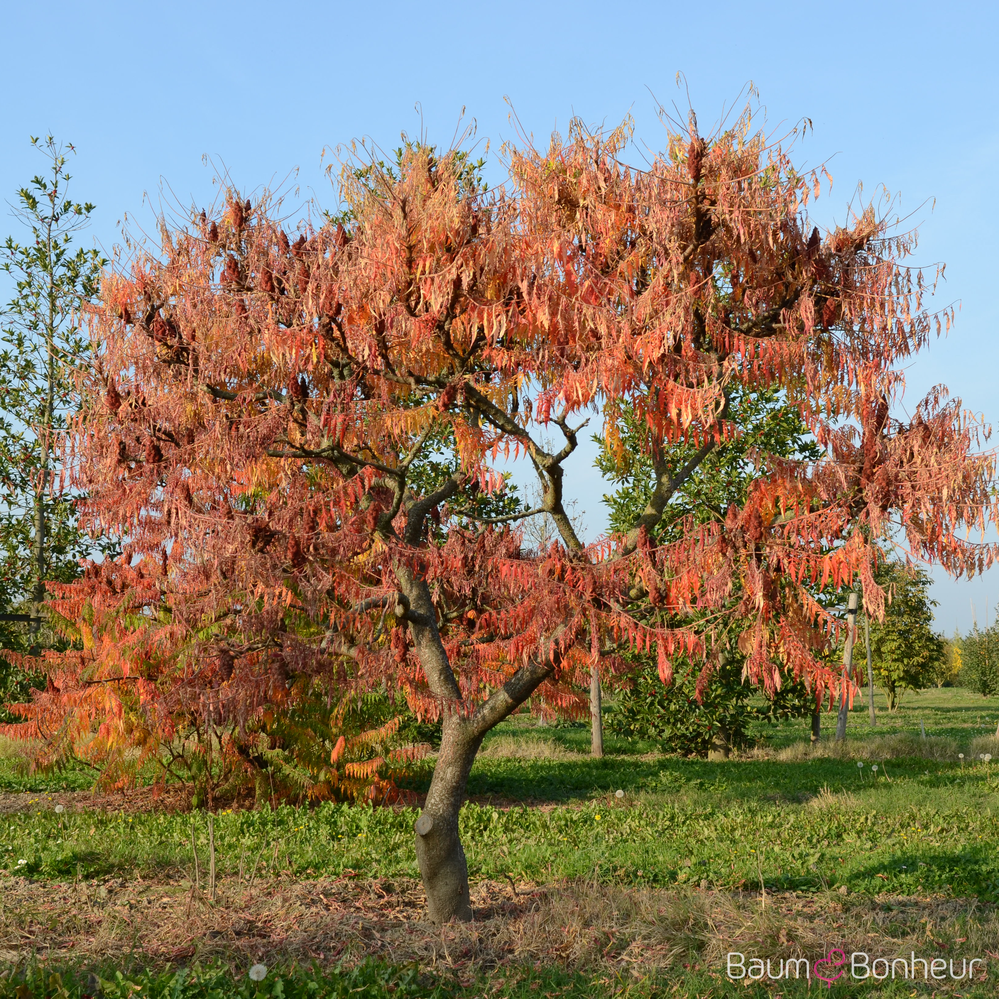 Rhus typhina 'Tiger Eyes' -R-