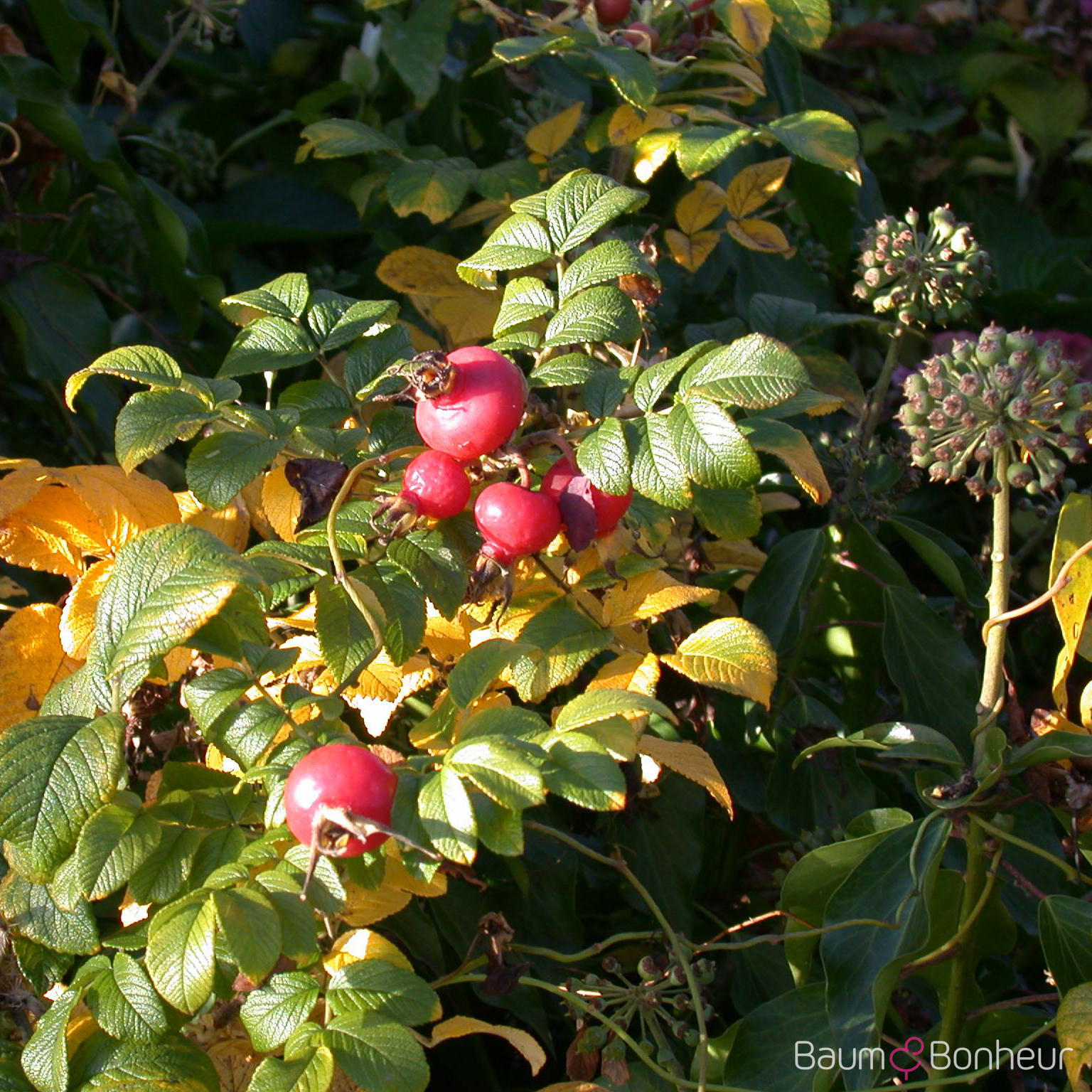 Rosa rugosa