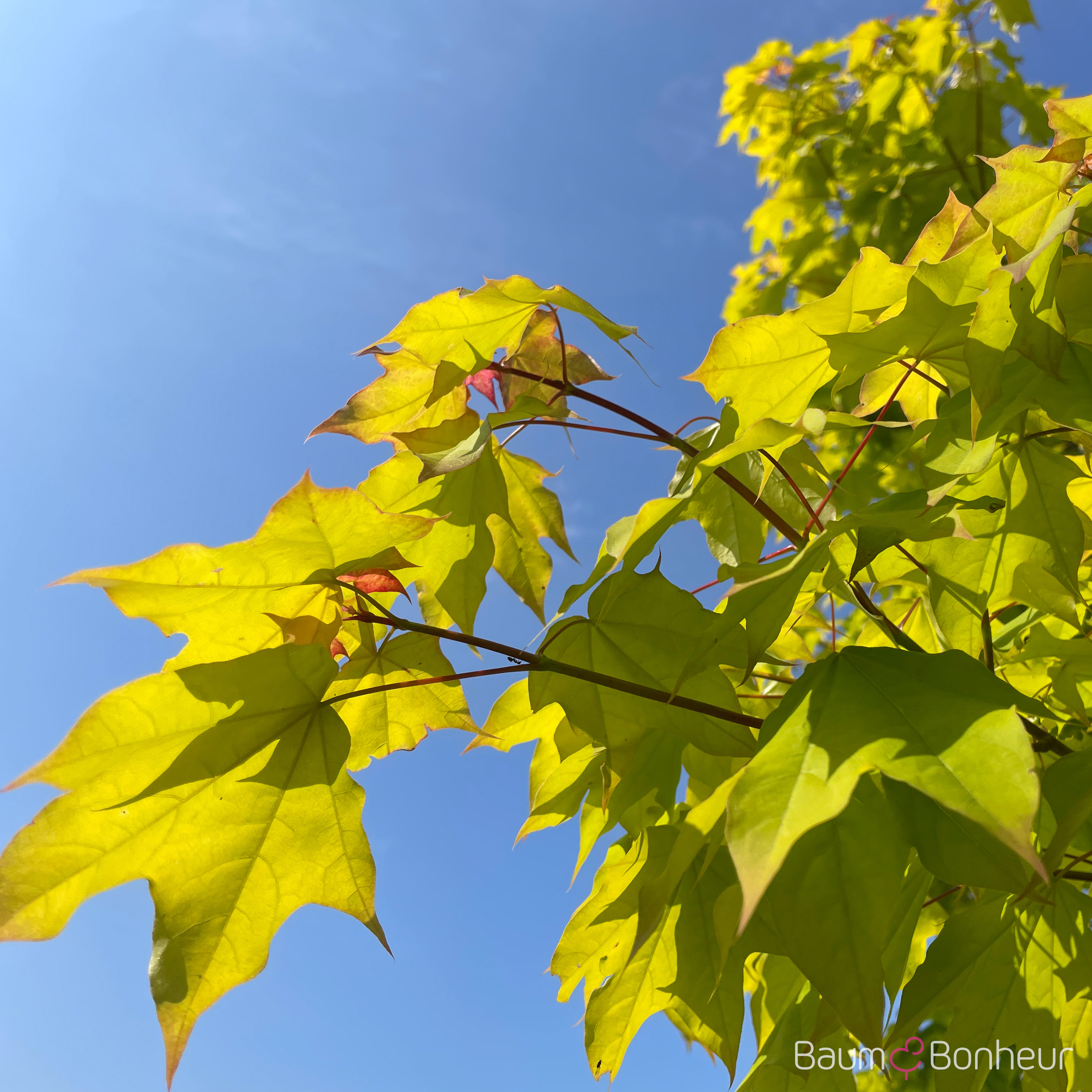 Acer cappadocicum 'Aureum'