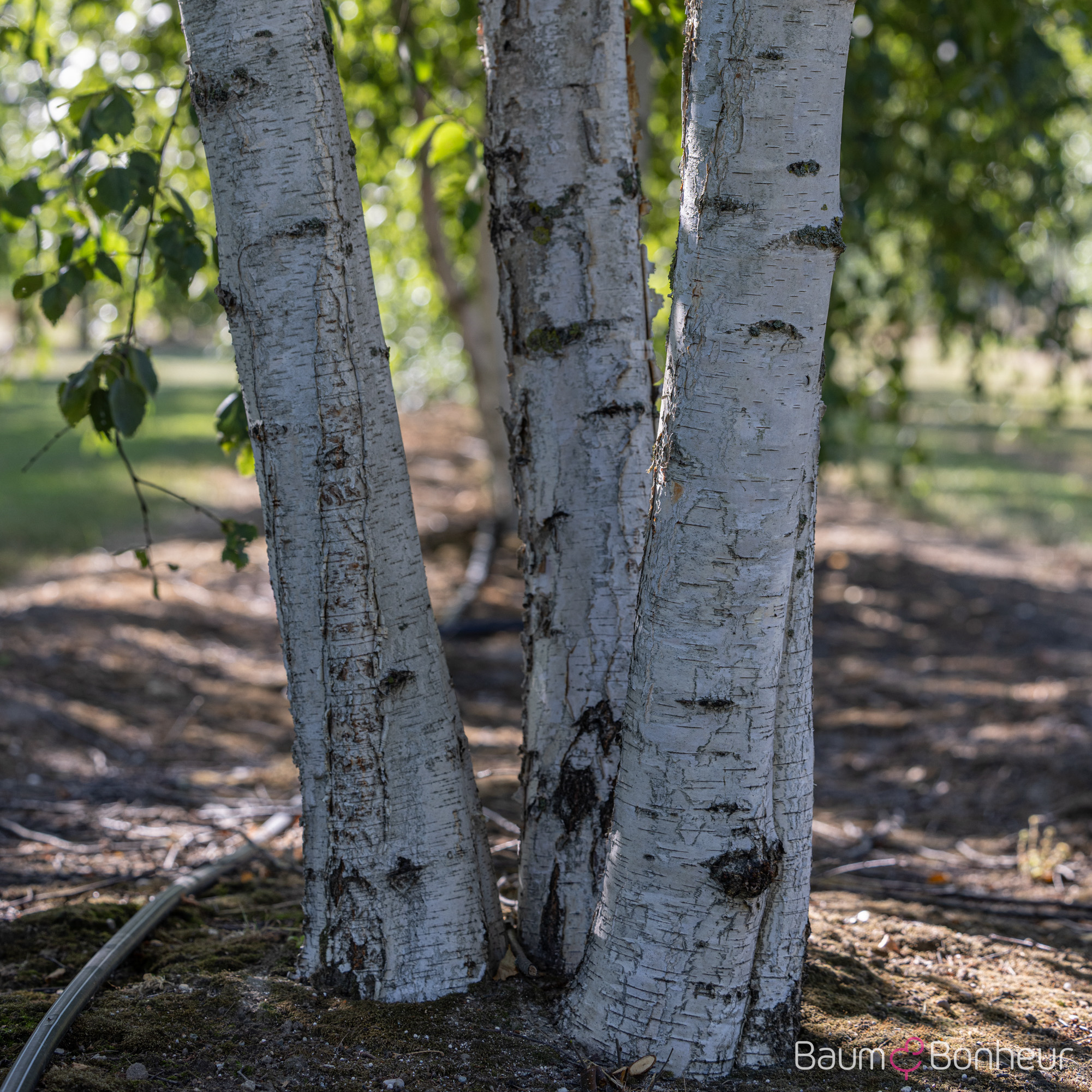 Betula pubescens