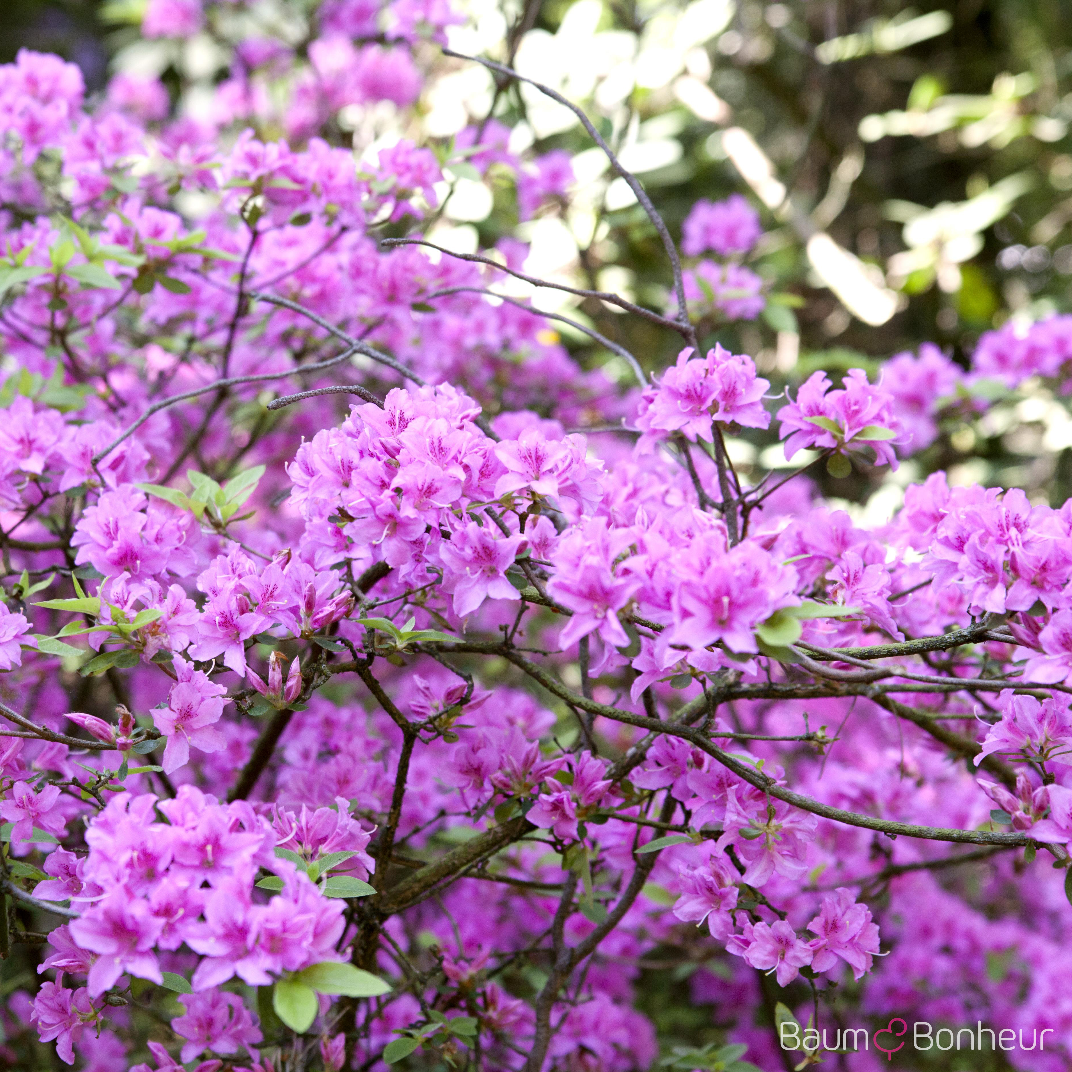 Rhododendron 'Praecox'