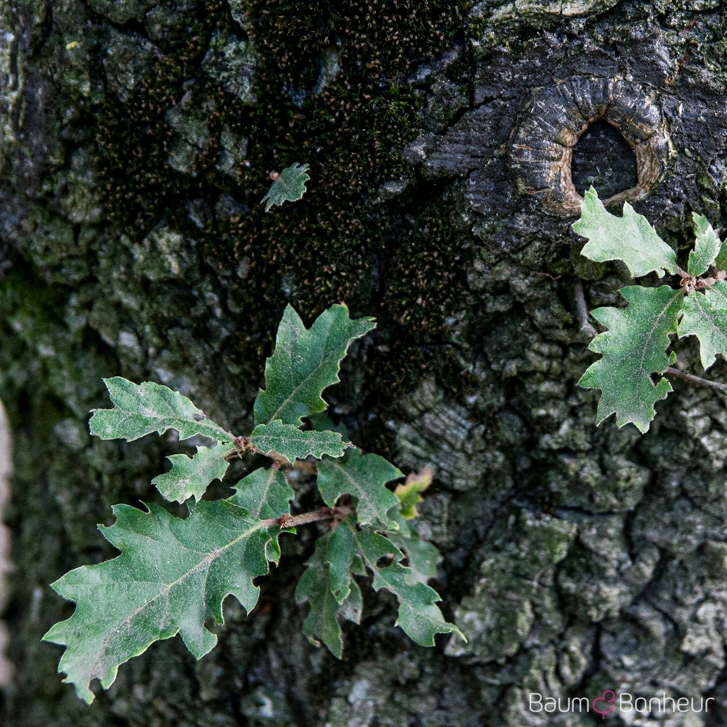 Quercus pubescens