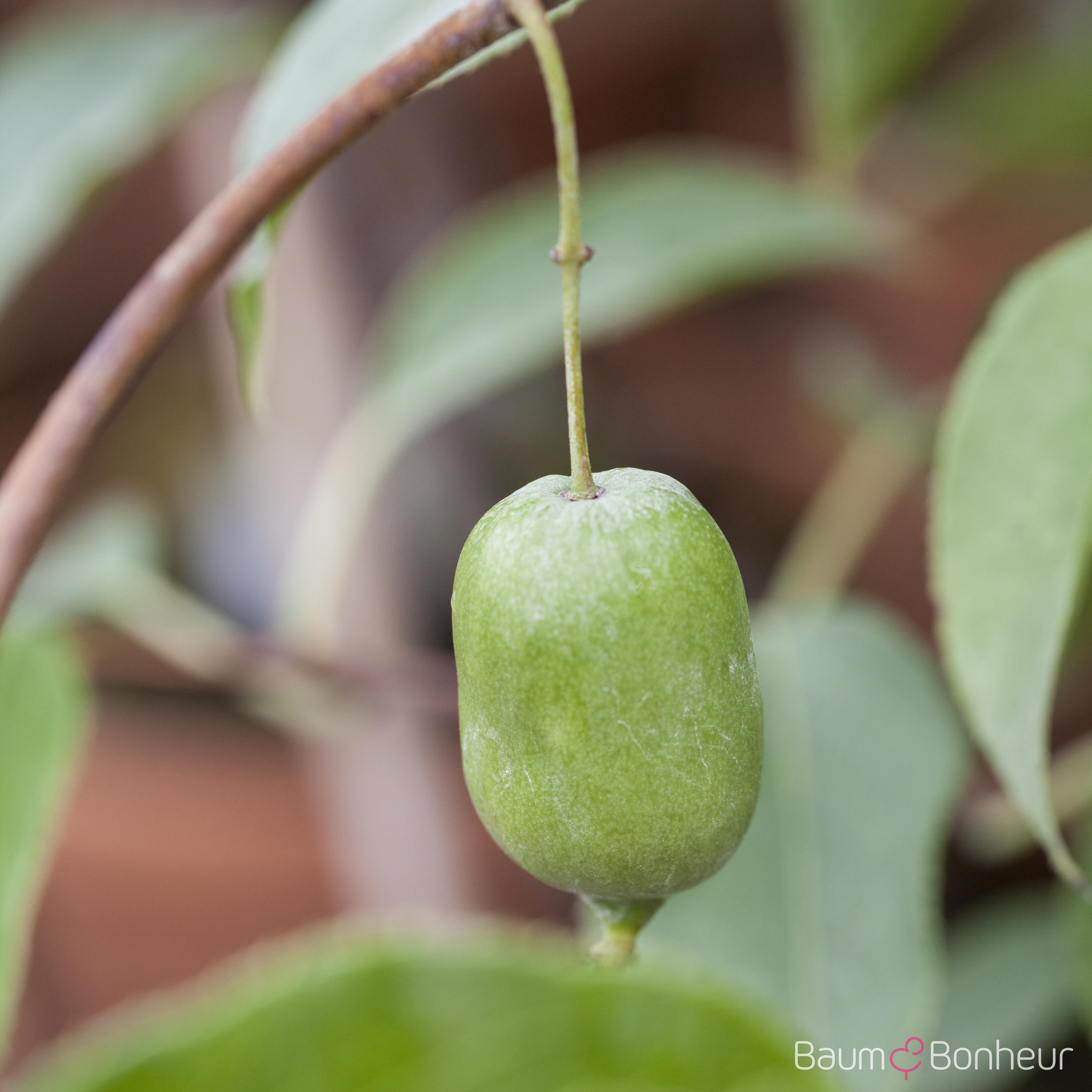 Actinidia arguta 'Issai'