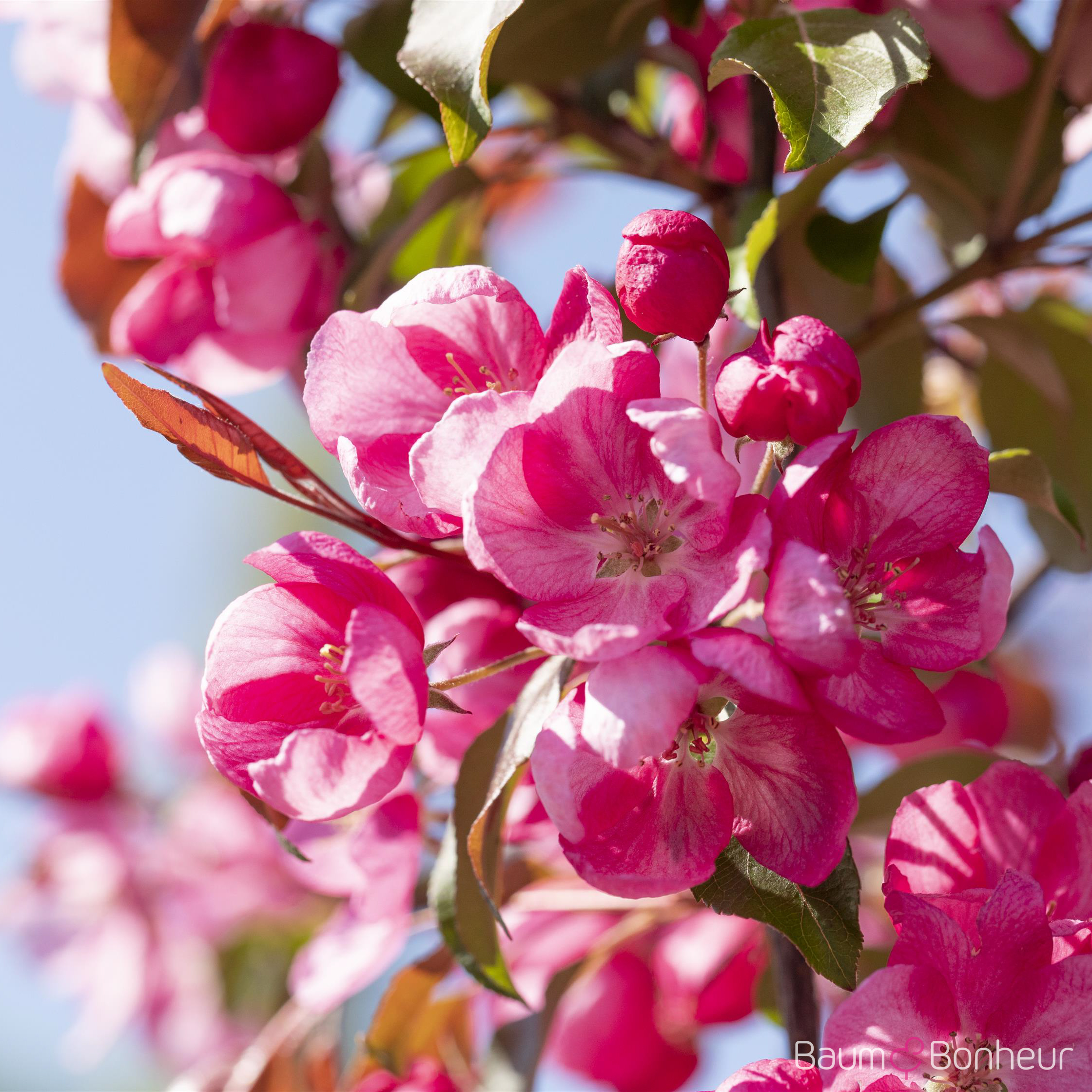 Malus 'Makamik'