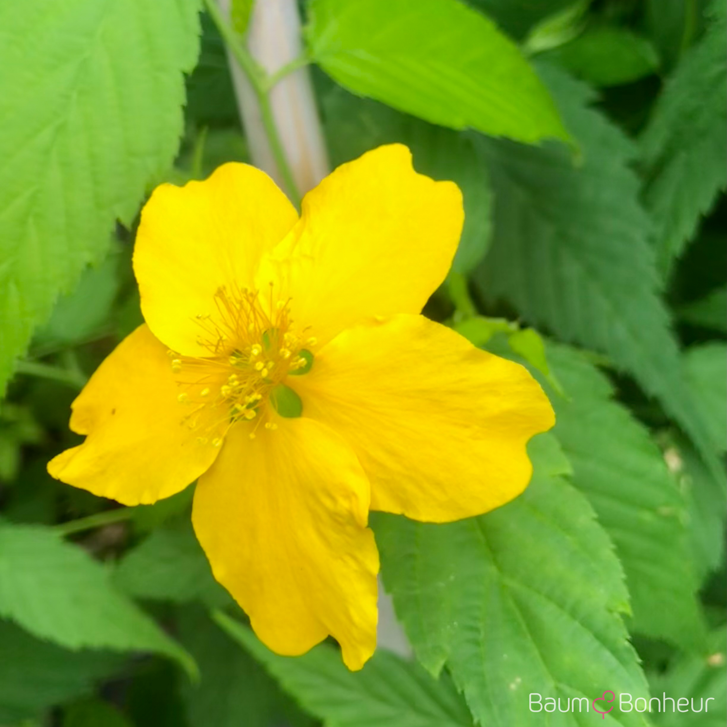 Kerria japonica