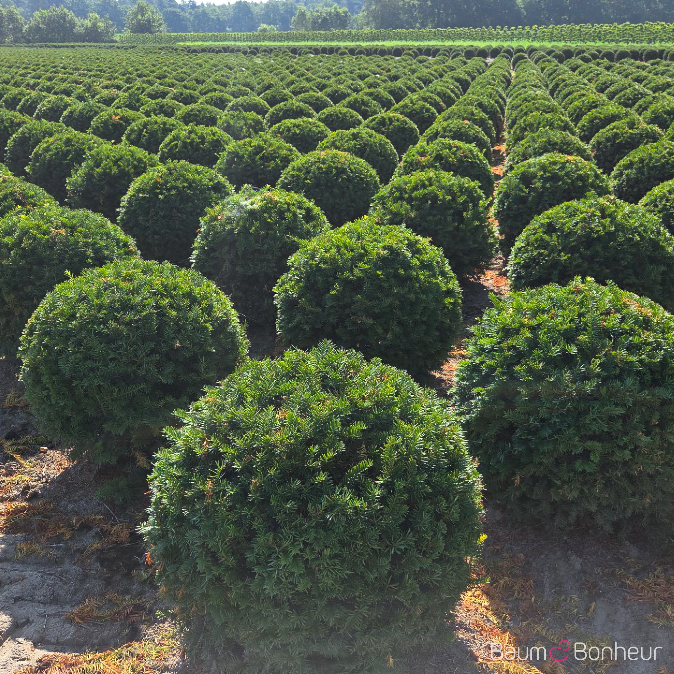 Taxus baccata
