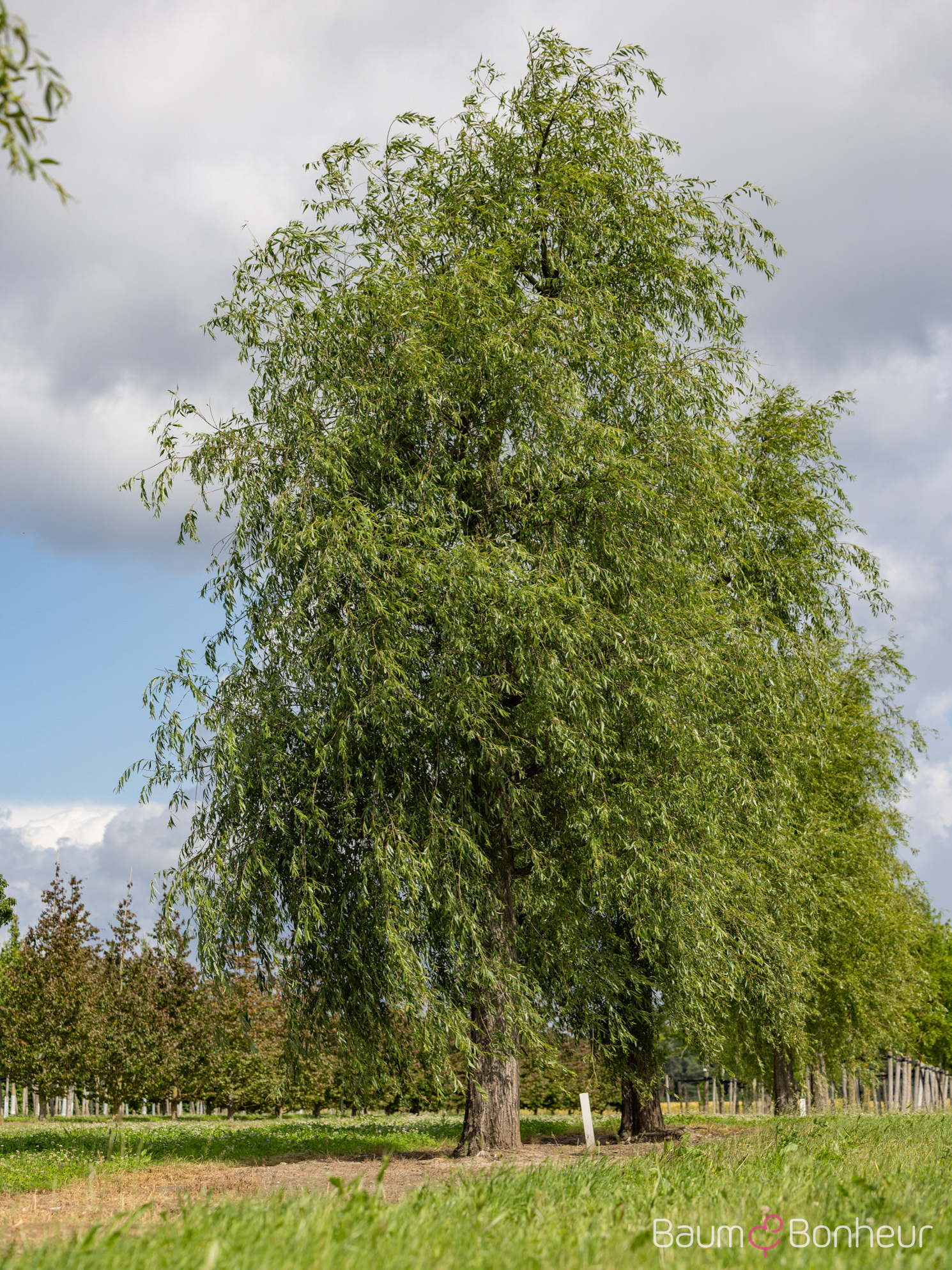Salix babylonica
