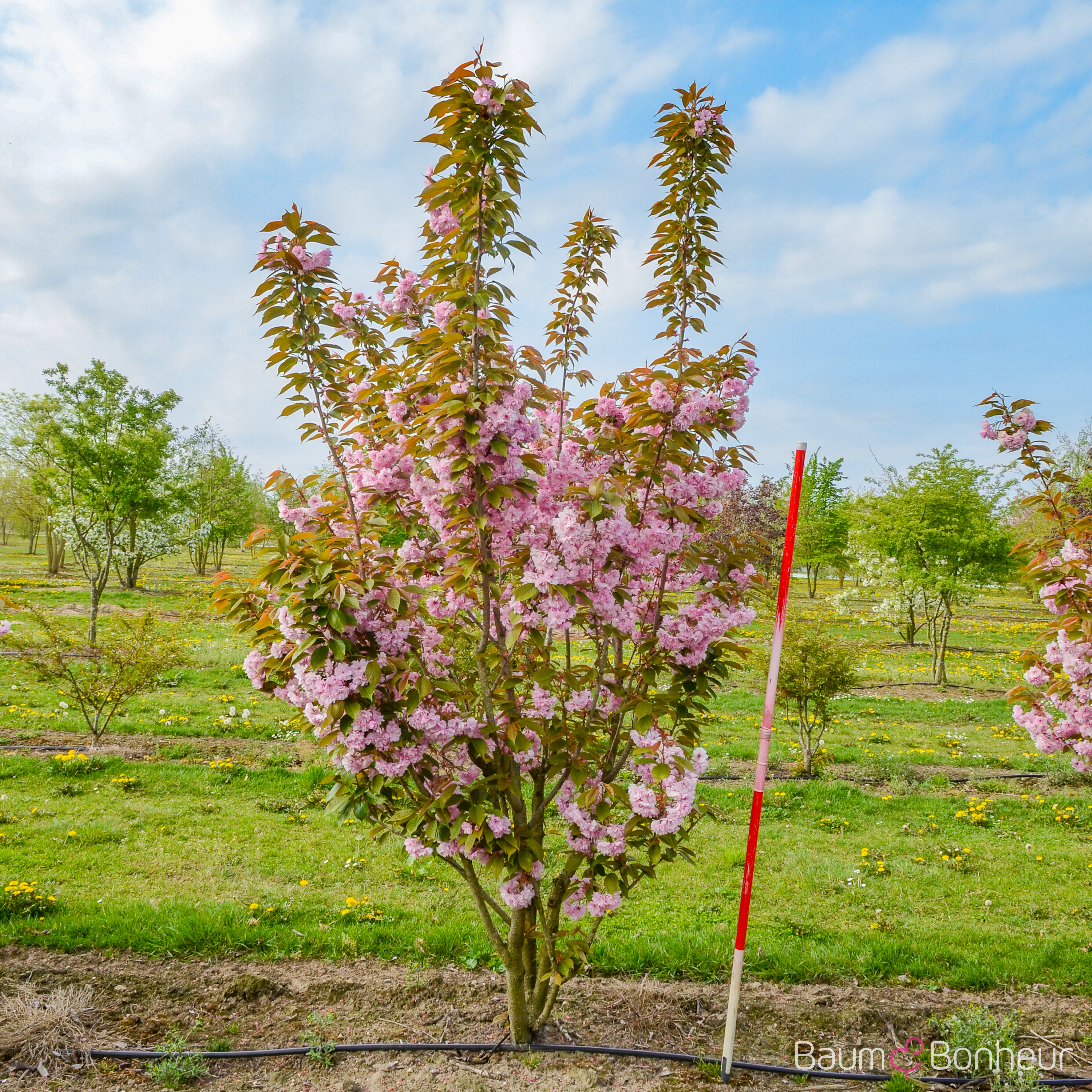 Prunus serrulata 'Kanzan'