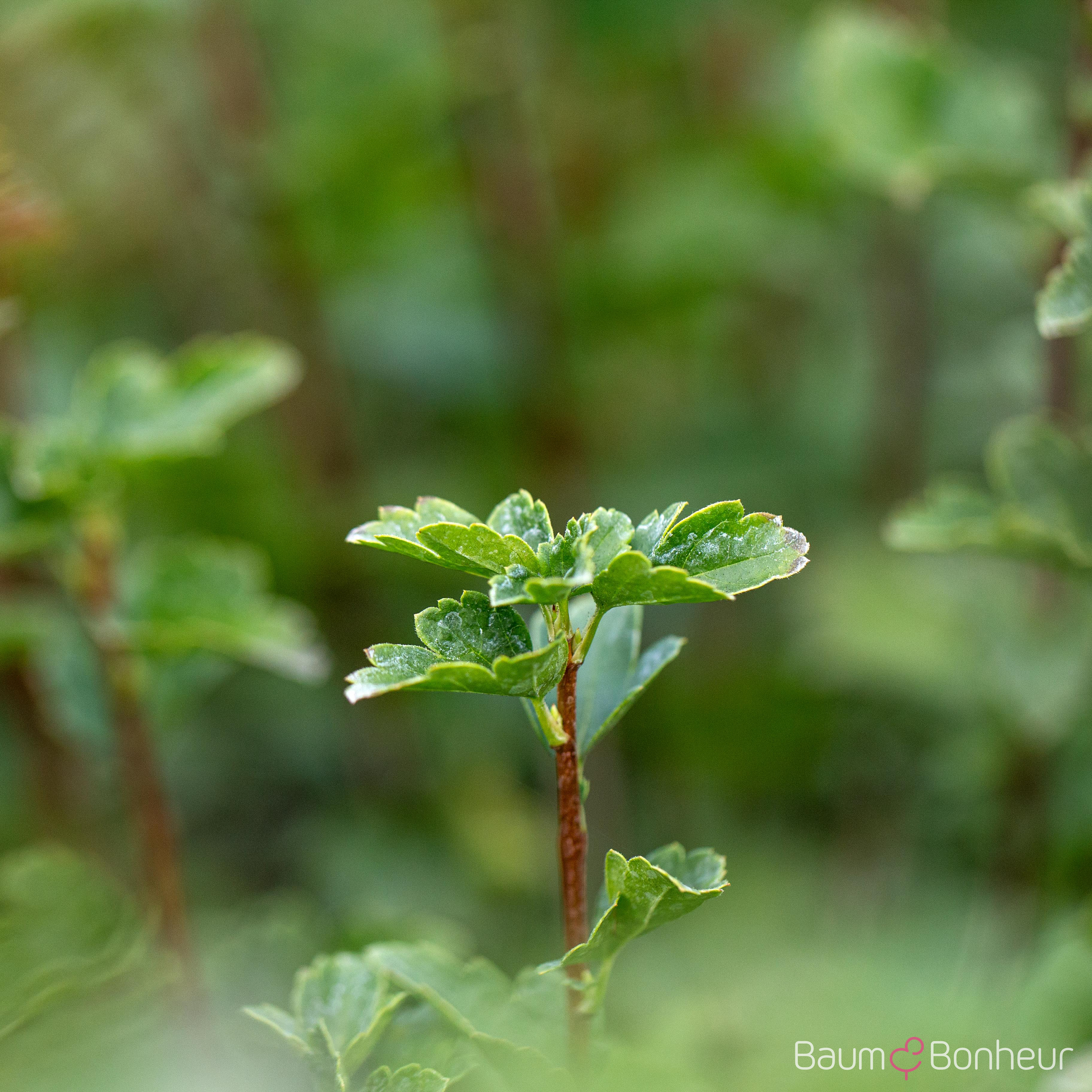 Ribes alpinum 'Schmidt'
