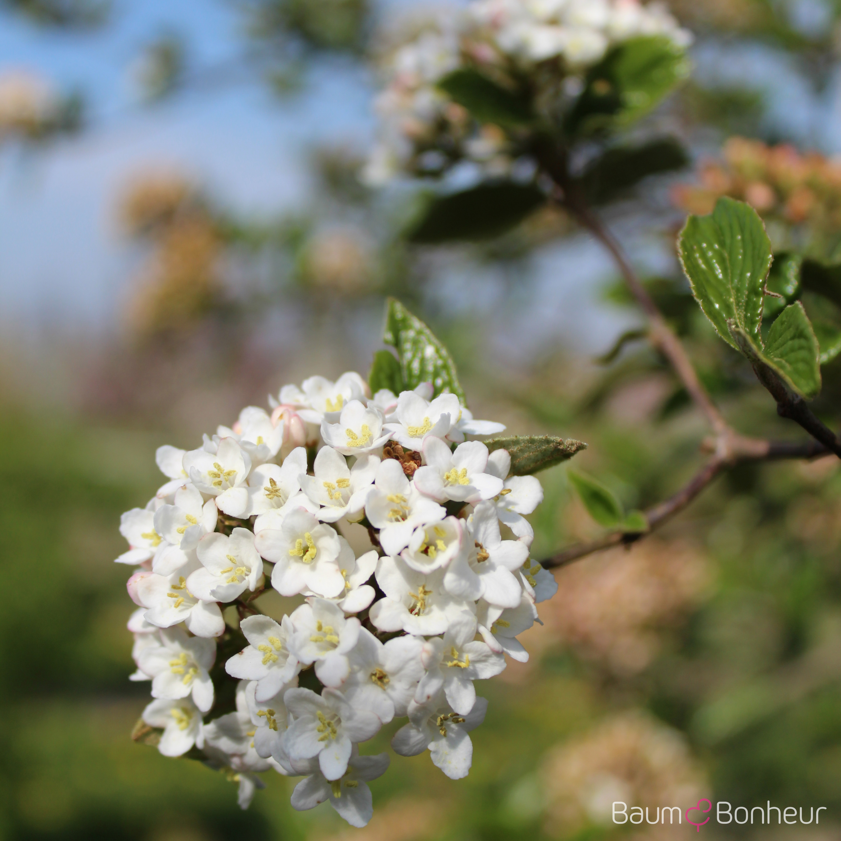 Viburnum burkwoodii