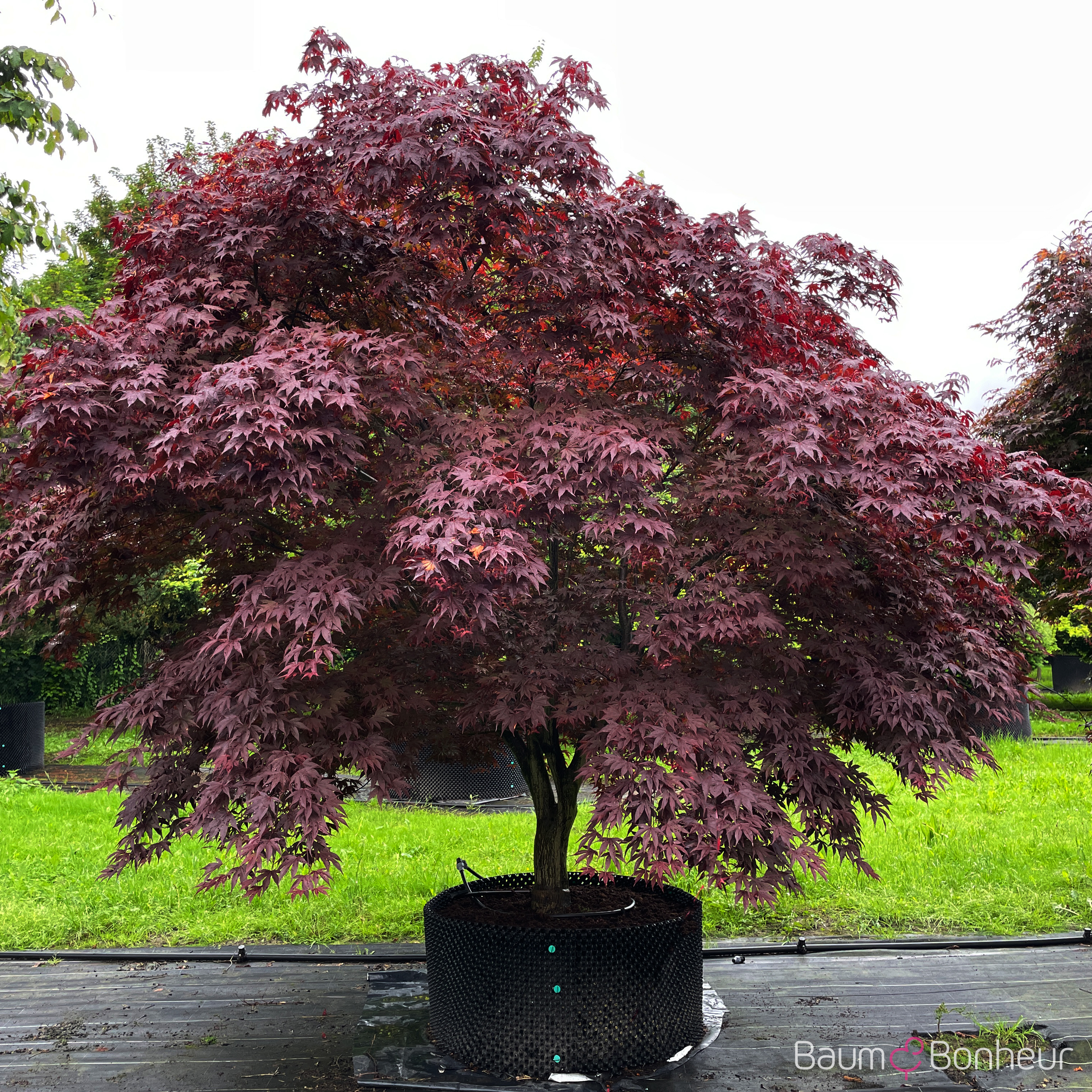 Acer palmatum 'Green Globe'